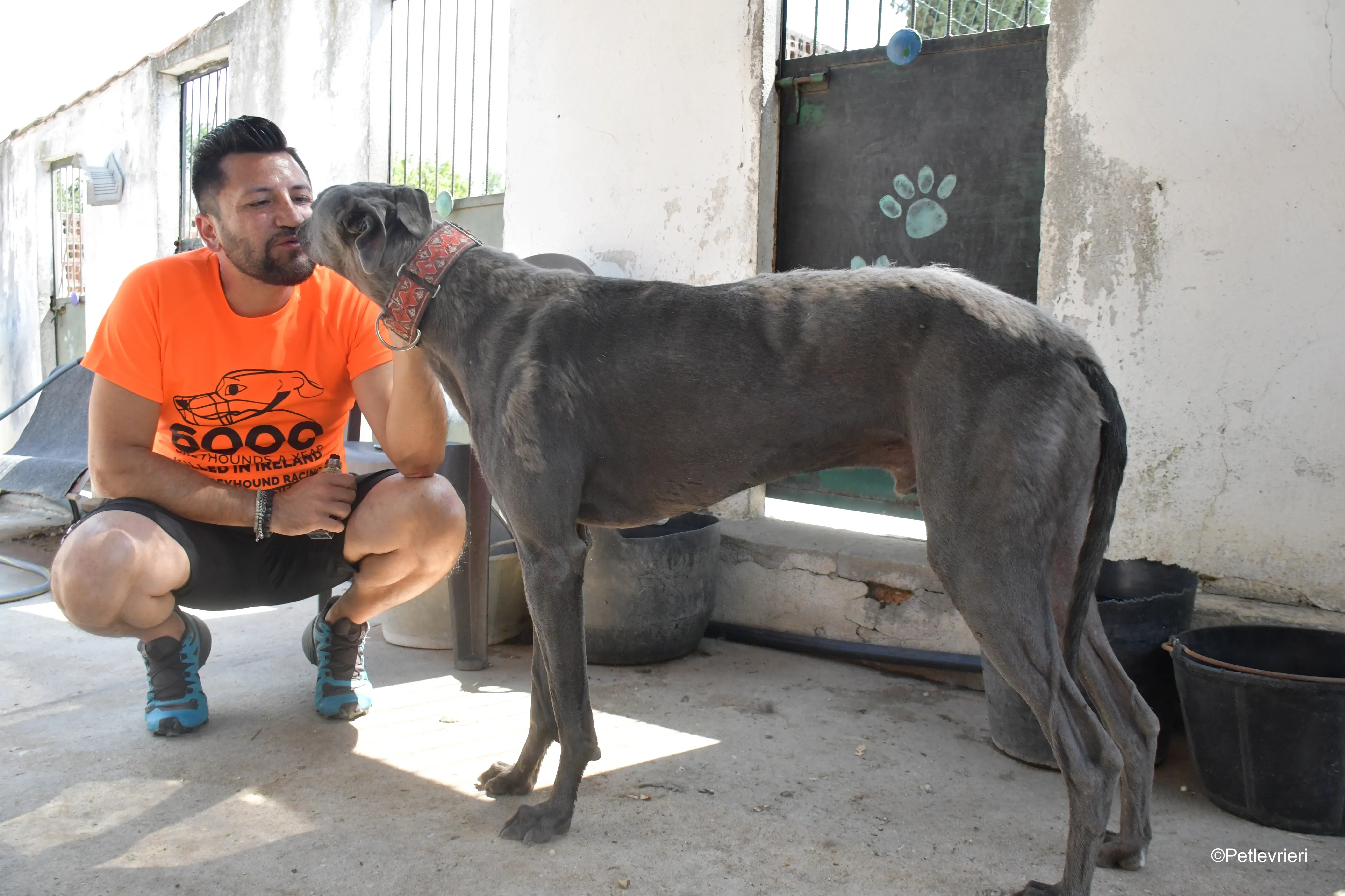 mrgrey adozione levrieri galgo 7
