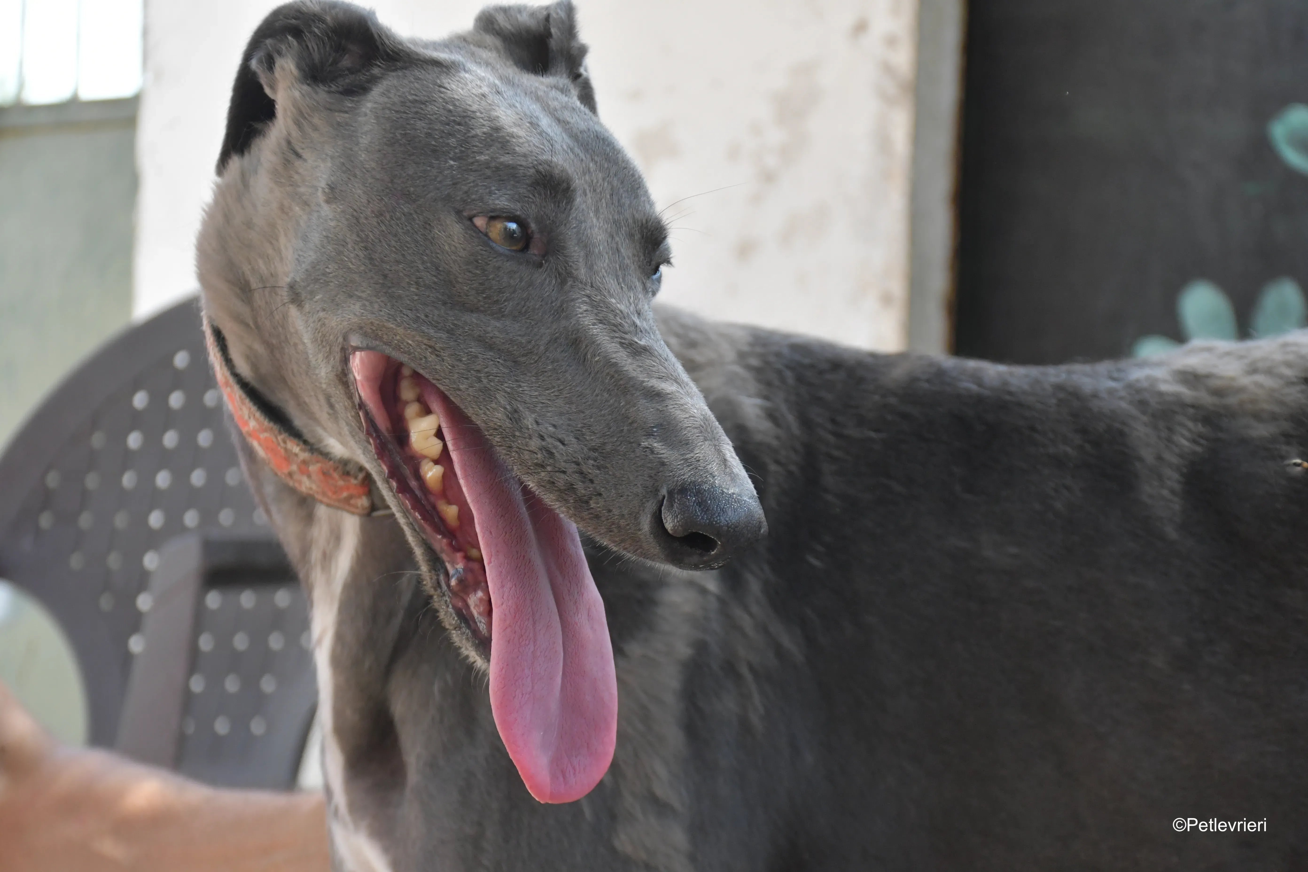 mrgrey adozione levrieri galgo 8