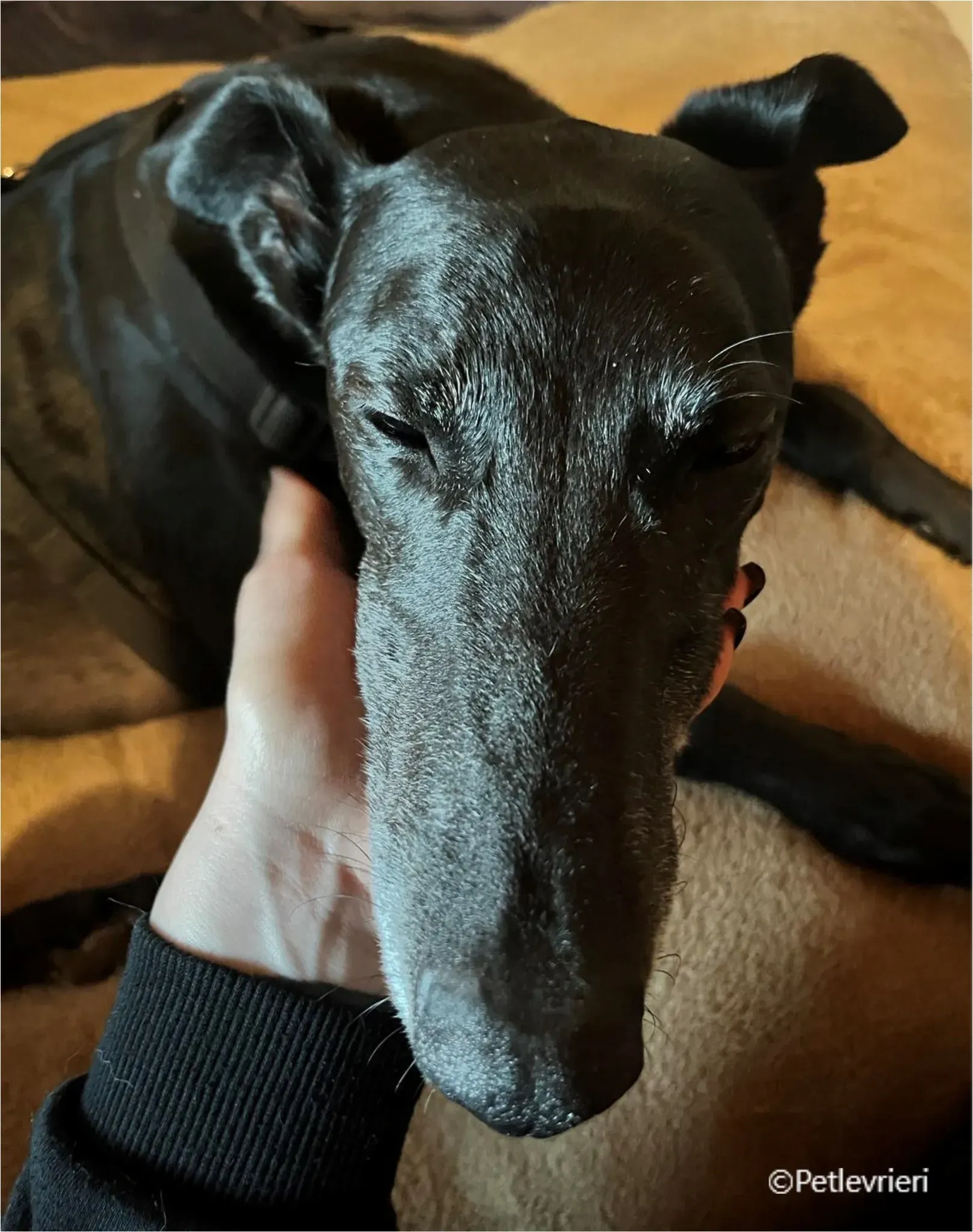 mulan greyhound pet levrieri felici casa1 1