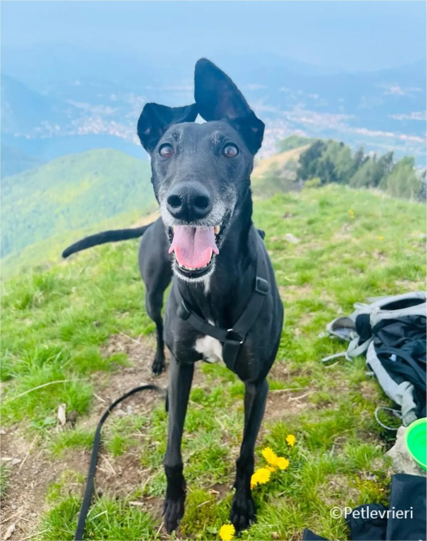 mulan greyhound pet levrieri felici casa10 1