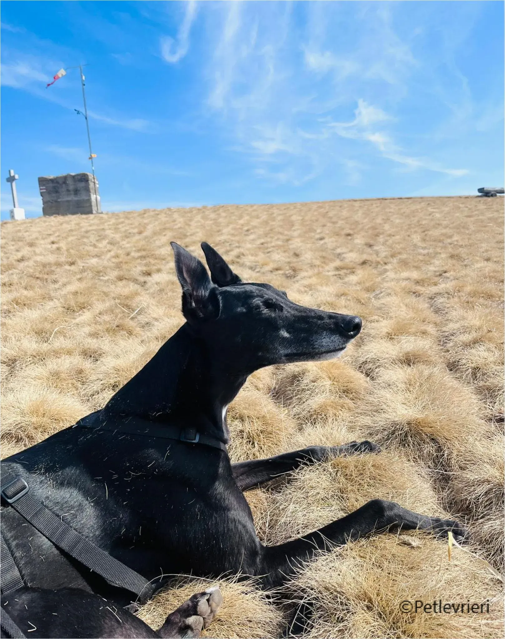 mulan greyhound pet levrieri felici casa11 1