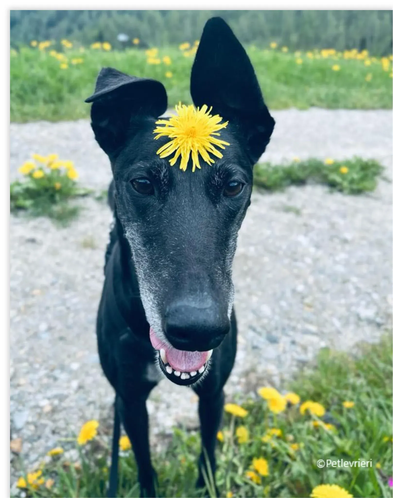 mulan greyhound pet levrieri felici casa13 2