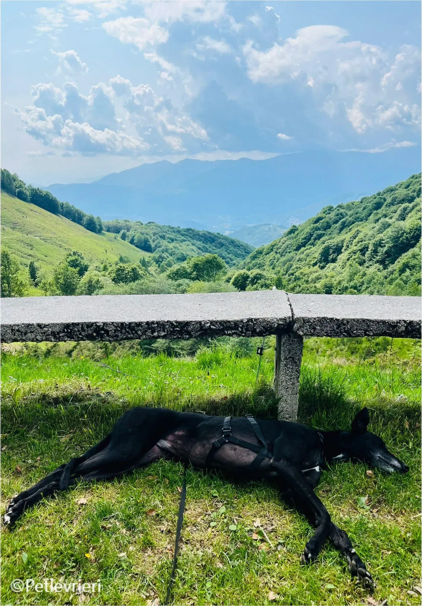 mulan greyhound pet levrieri felici casa14 1