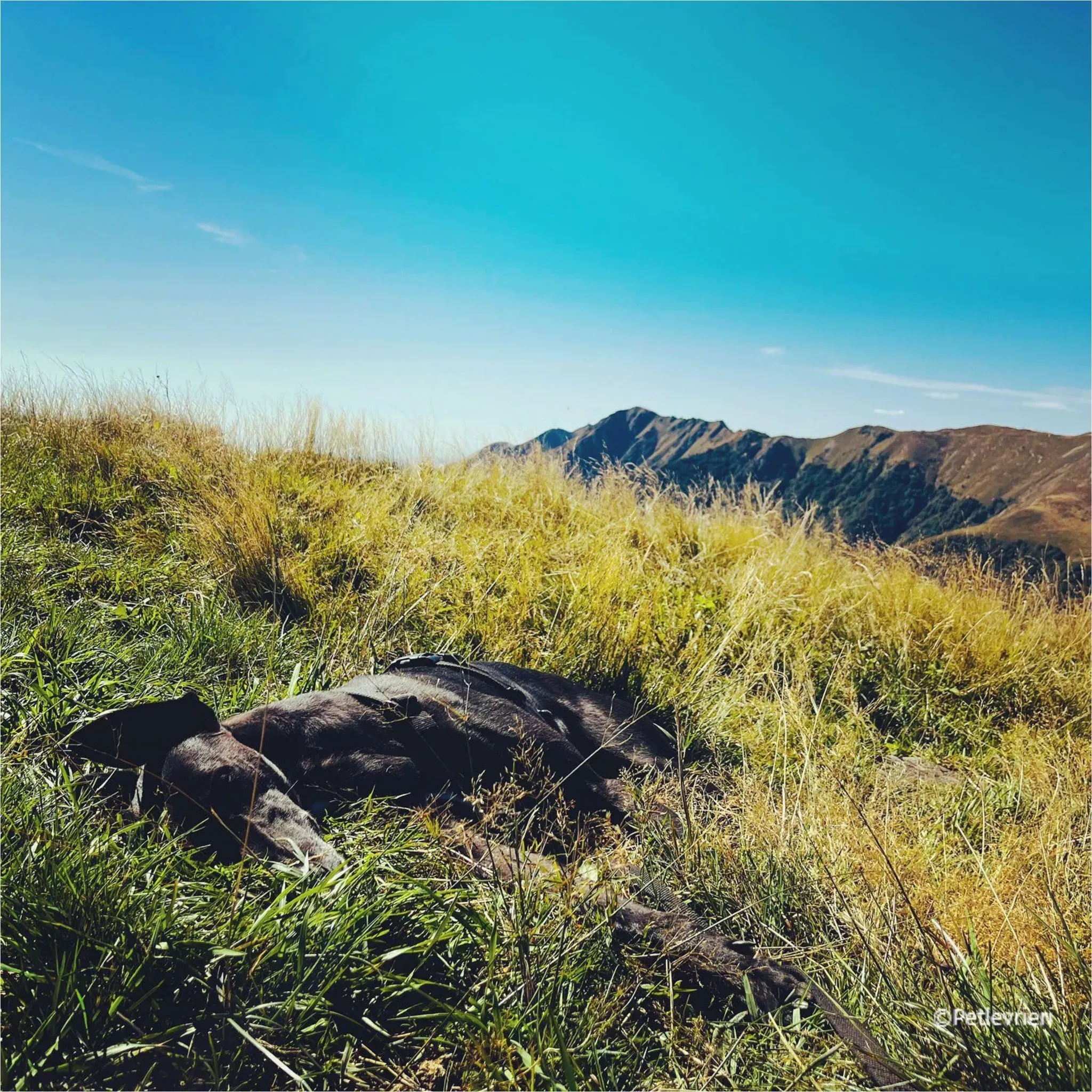 mulan greyhound pet levrieri felici casa15 1