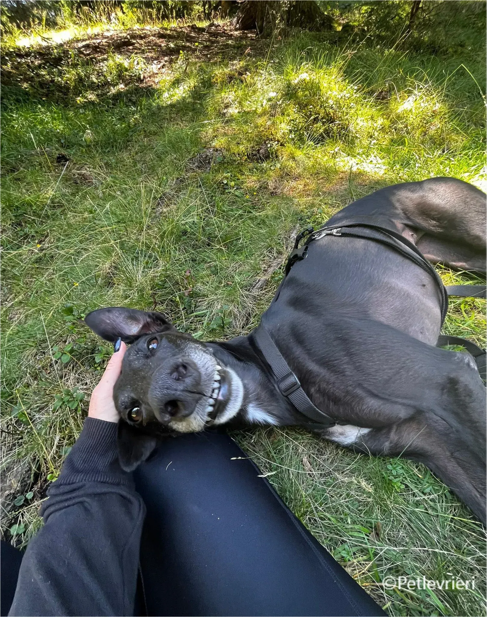 mulan greyhound pet levrieri felici casa16 1