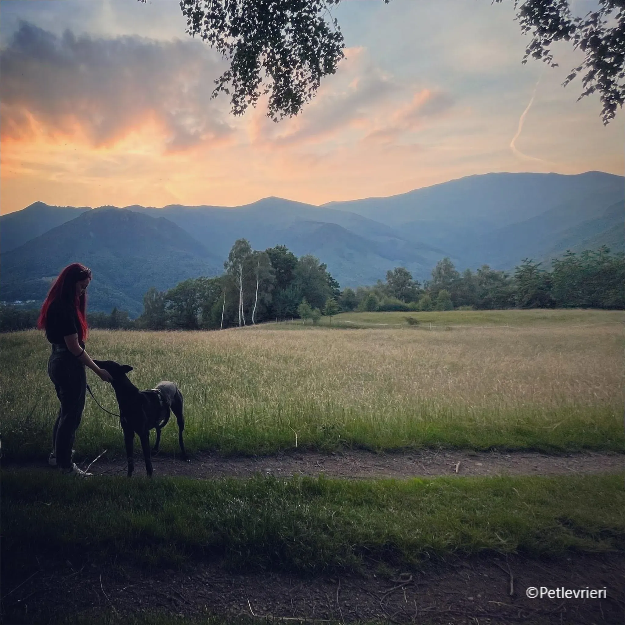 mulan greyhound pet levrieri felici casa17 1