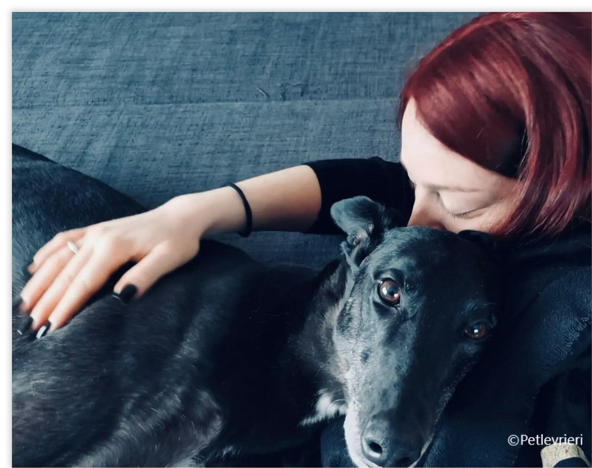 mulan greyhound pet levrieri felici casa18 1