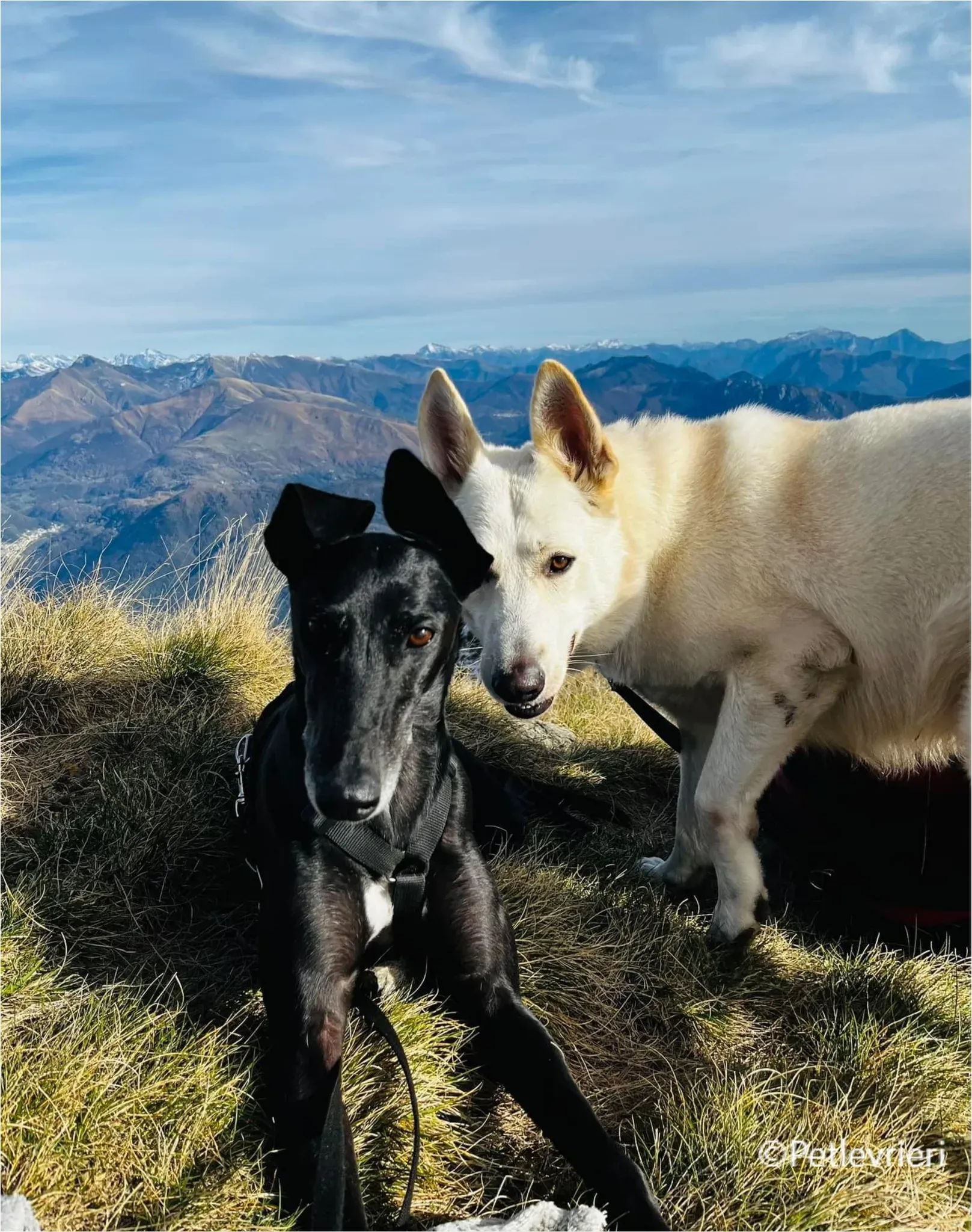 mulan greyhound pet levrieri felici casa19 1