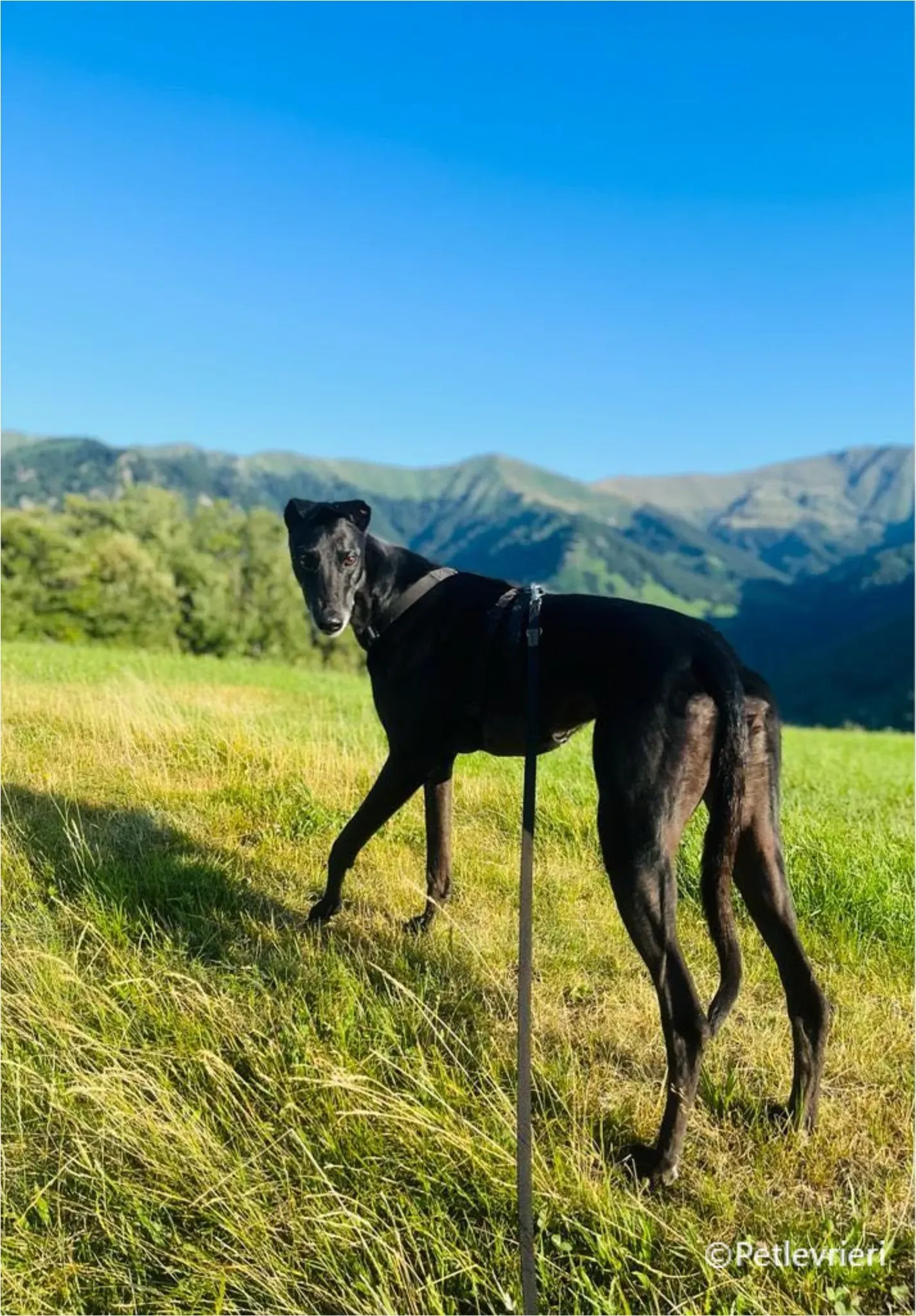 mulan greyhound pet levrieri felici casa2 1
