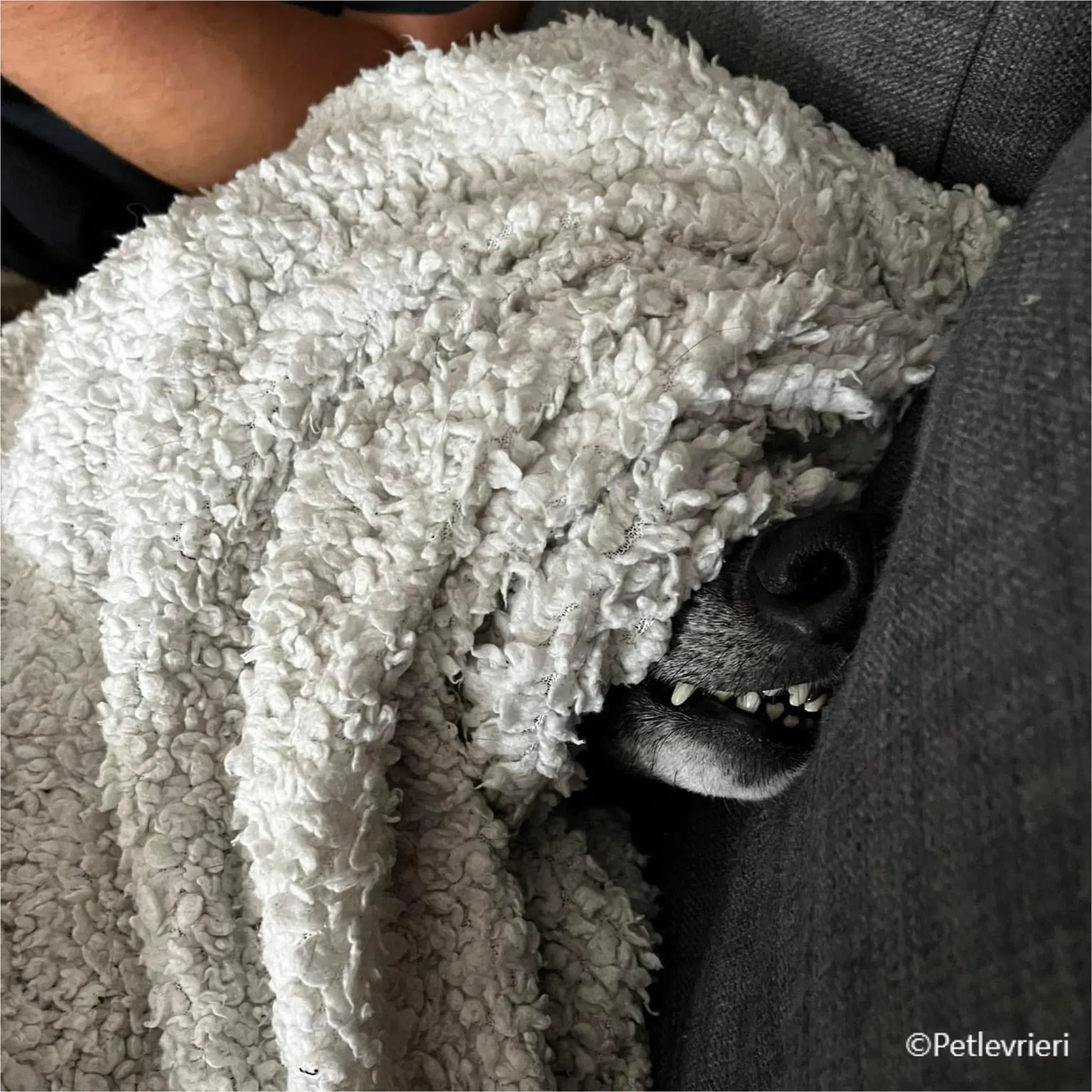 mulan greyhound pet levrieri felici casa20 1