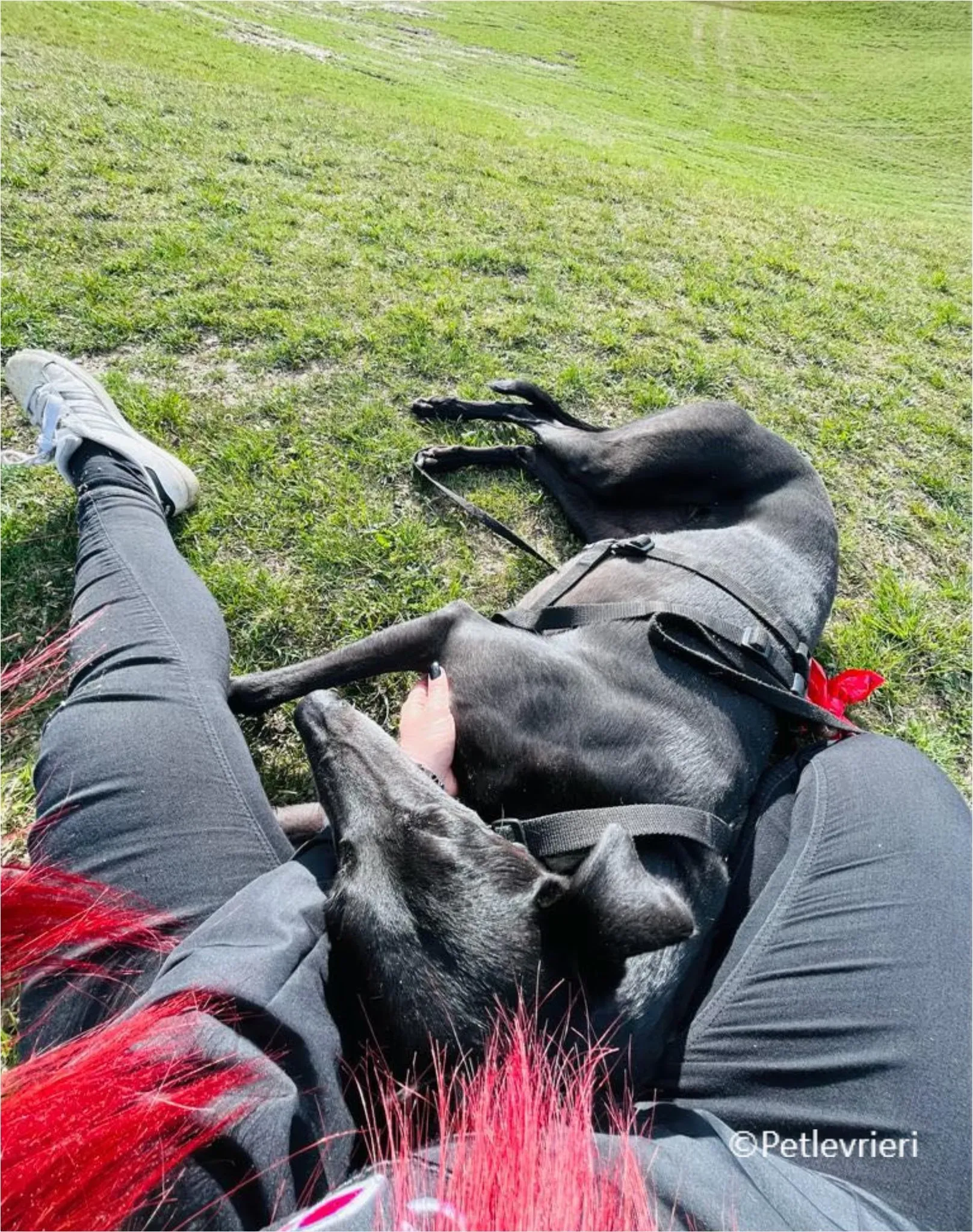 mulan greyhound pet levrieri felici casa21 1