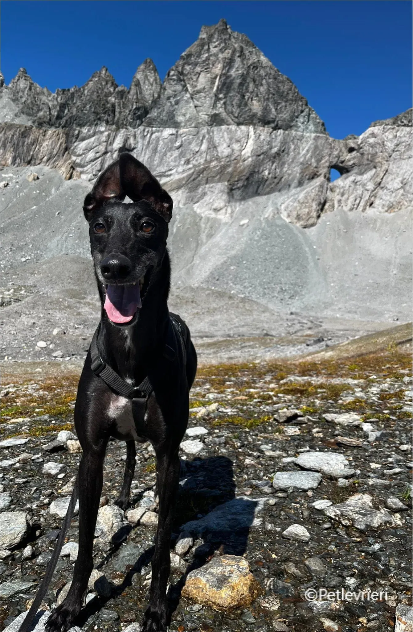 mulan greyhound pet levrieri felici casa23 1