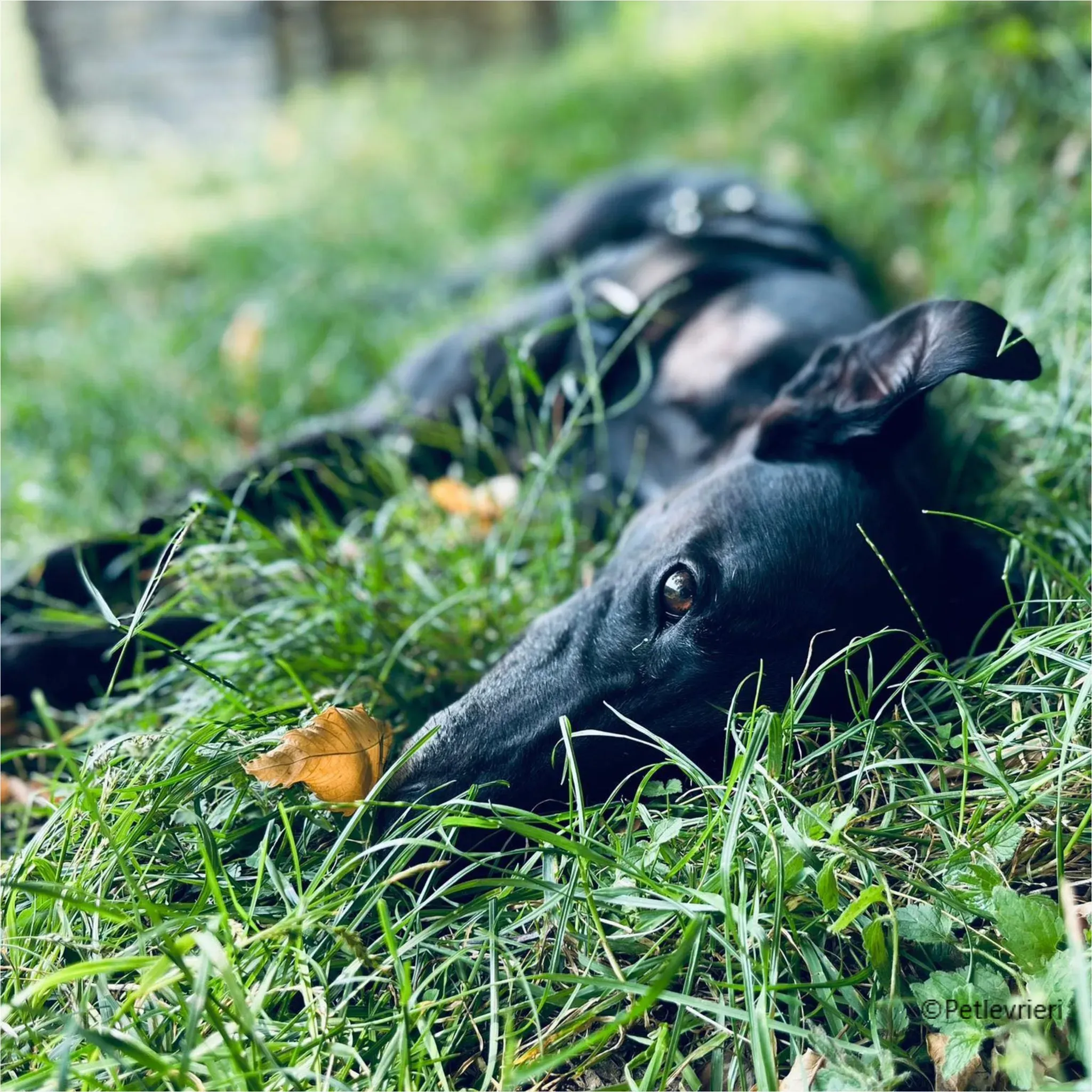 mulan greyhound pet levrieri felici casa24 1