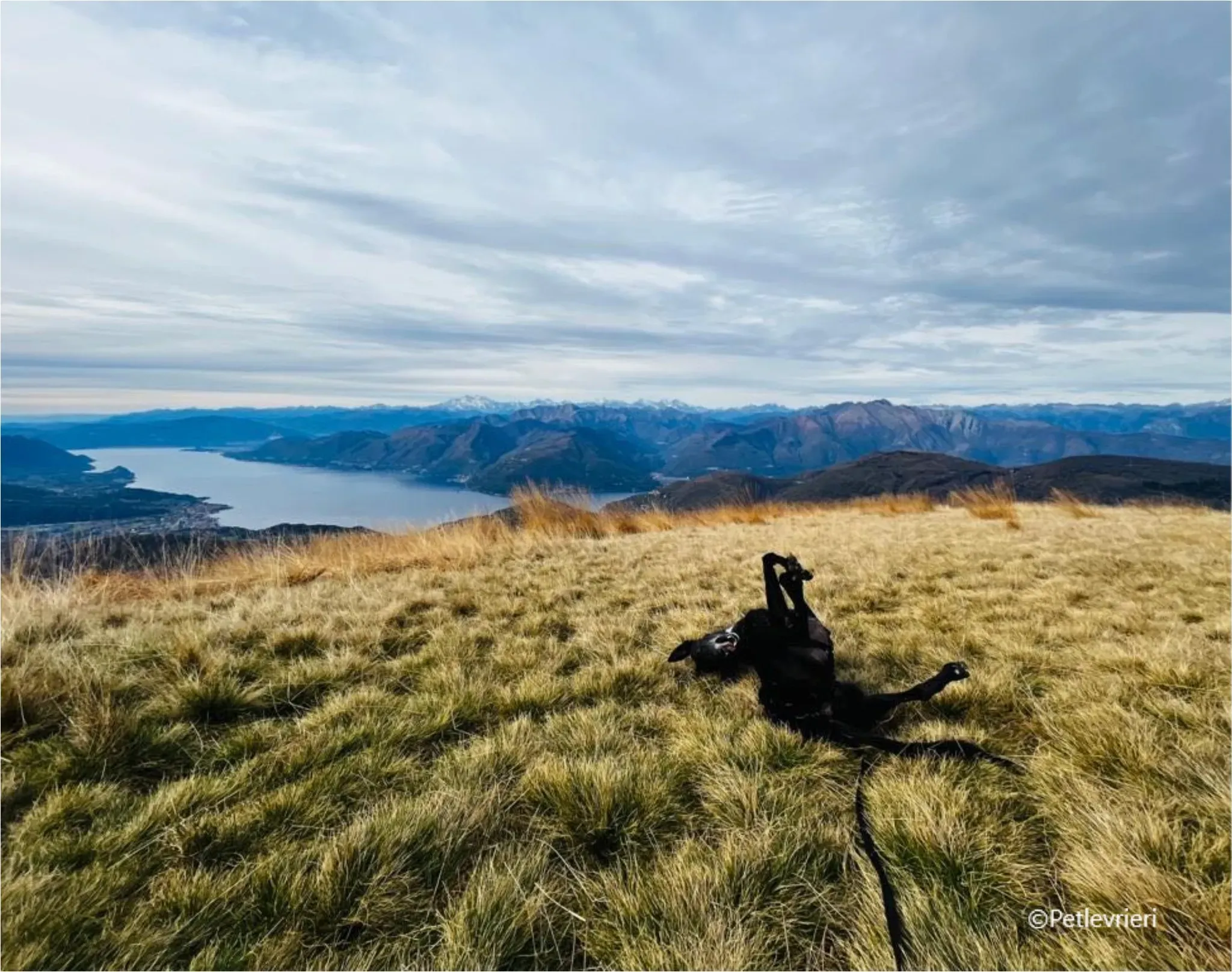 mulan greyhound pet levrieri felici casa25 1