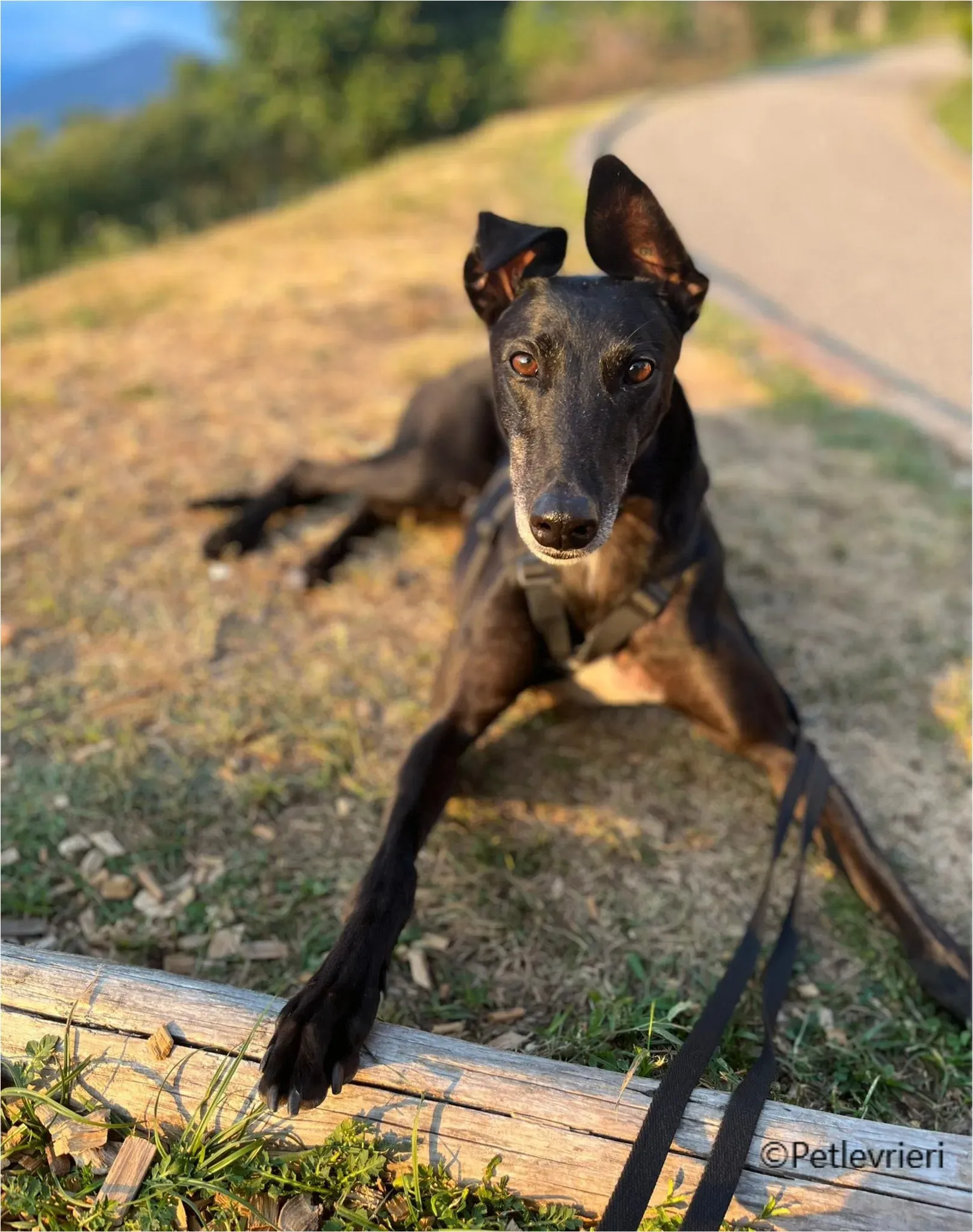 mulan greyhound pet levrieri felici casa3 1