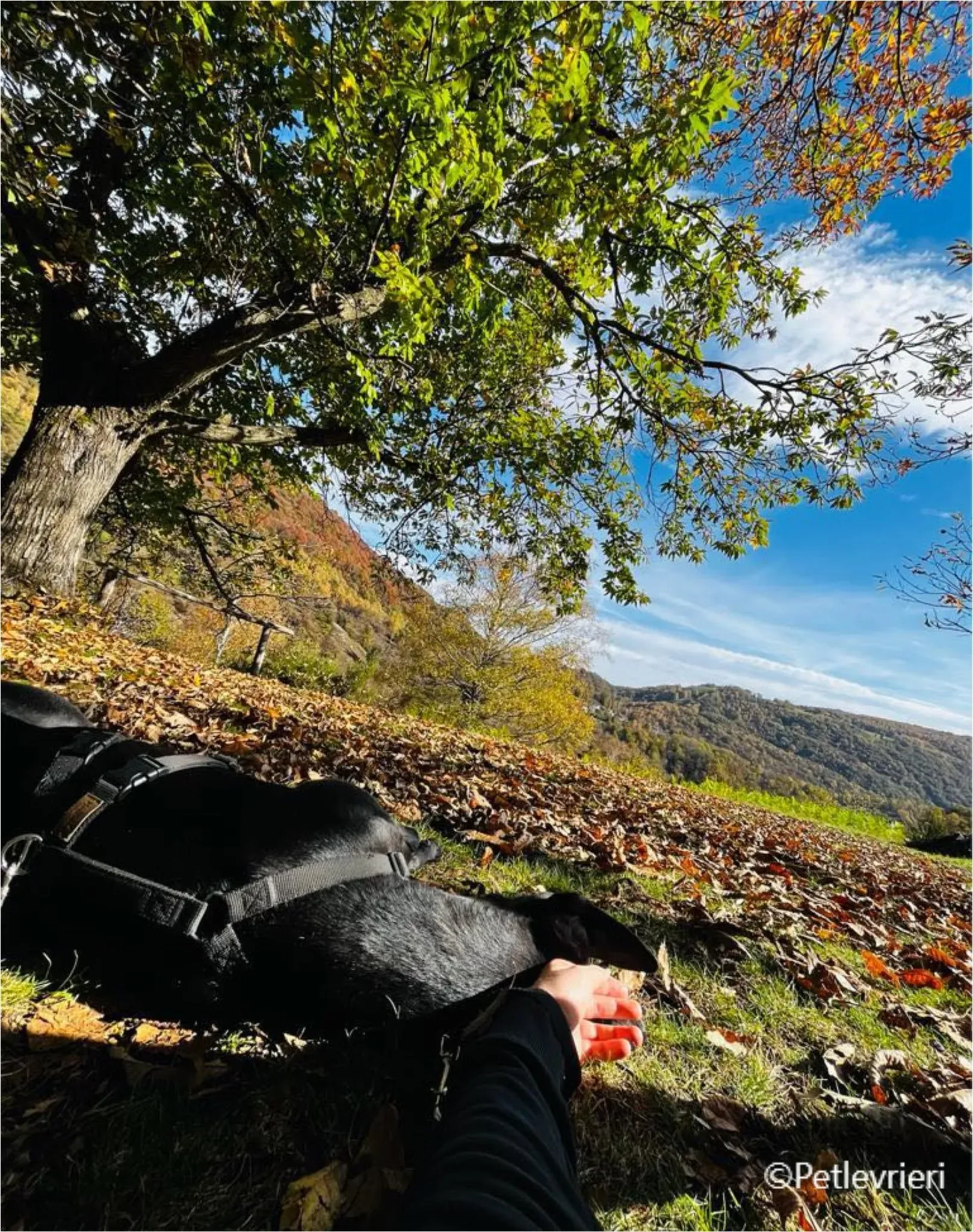 mulan greyhound pet levrieri felici casa4 1