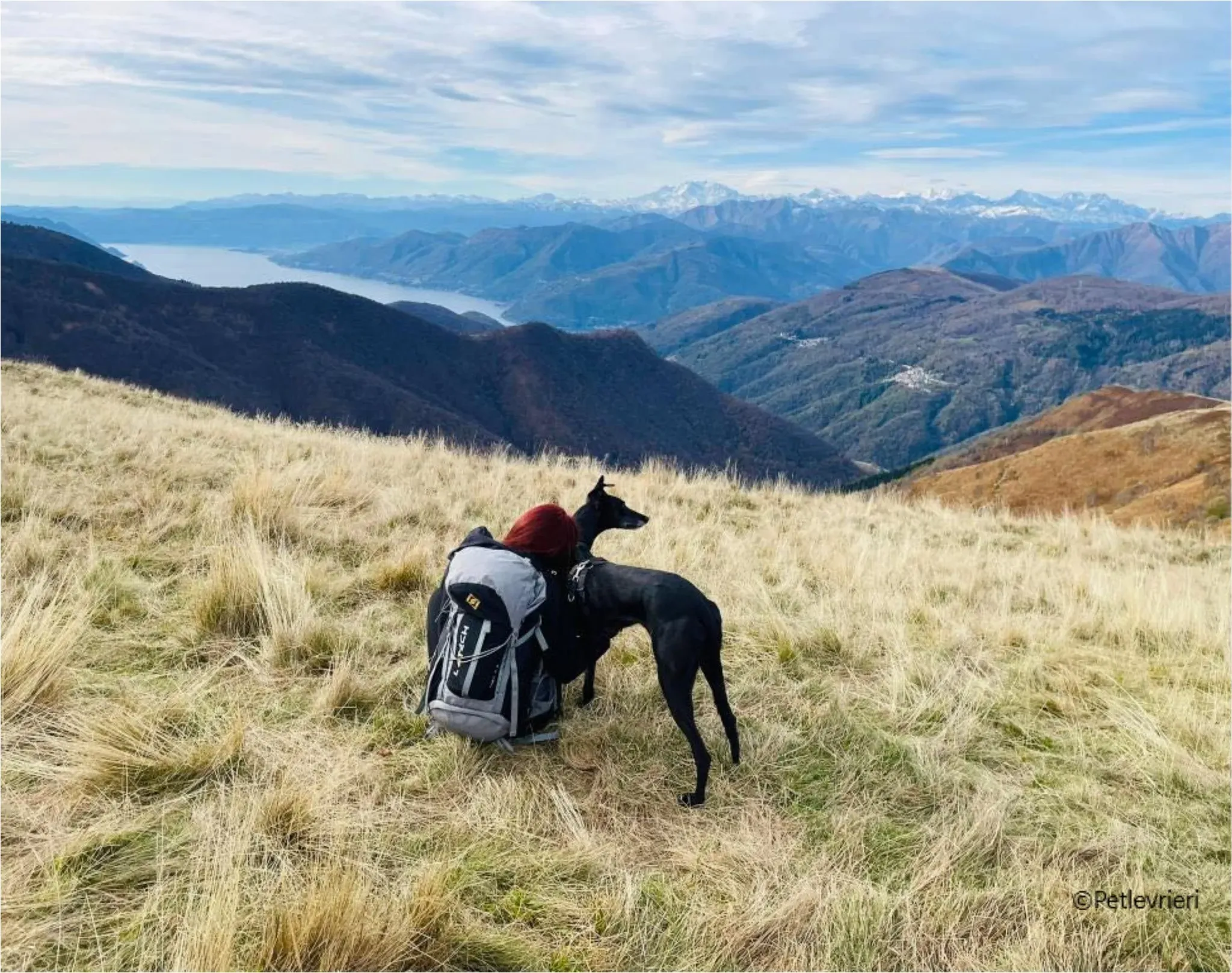 mulan greyhound pet levrieri felici casa5 1