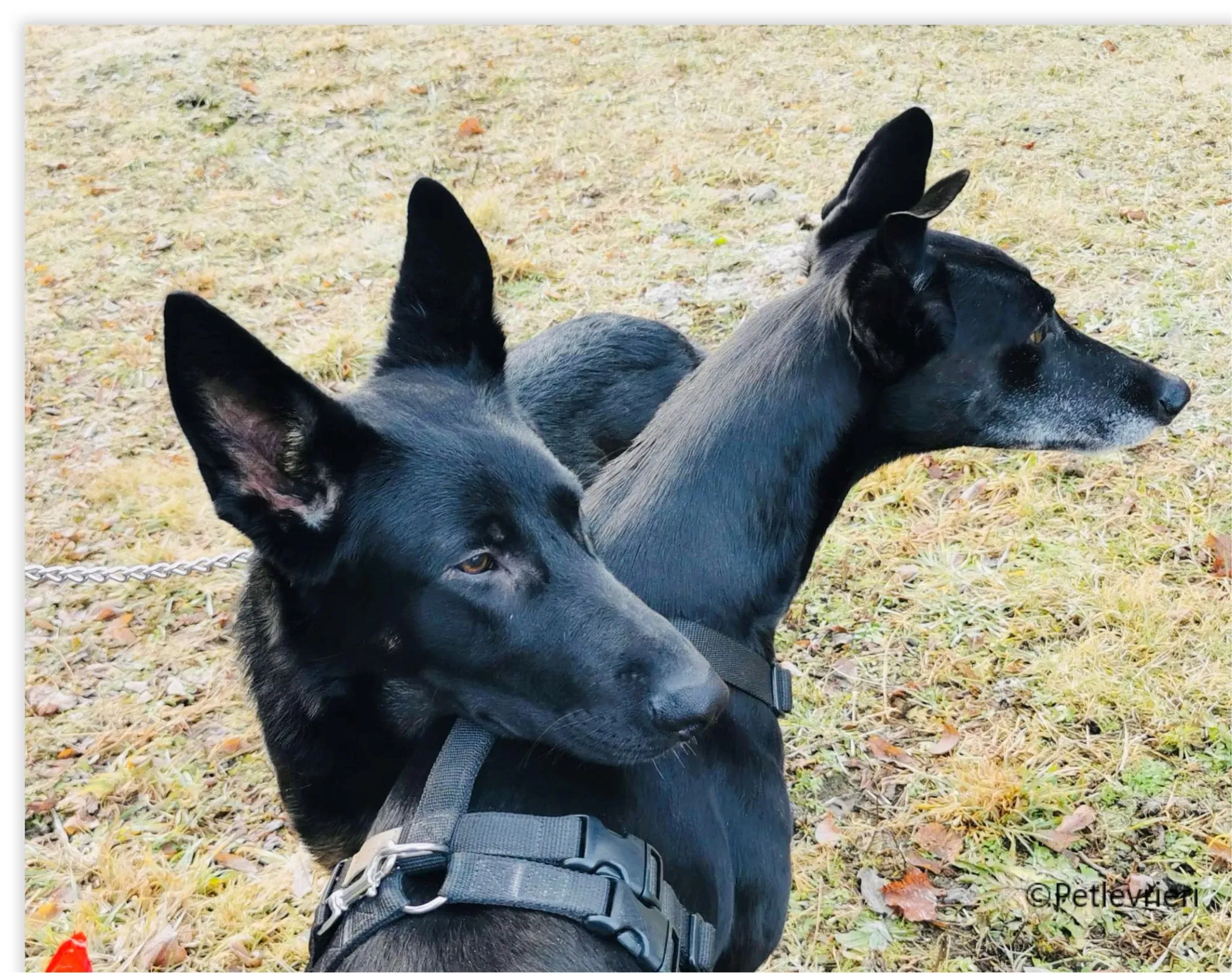 mulan greyhound pet levrieri felici casa6 1