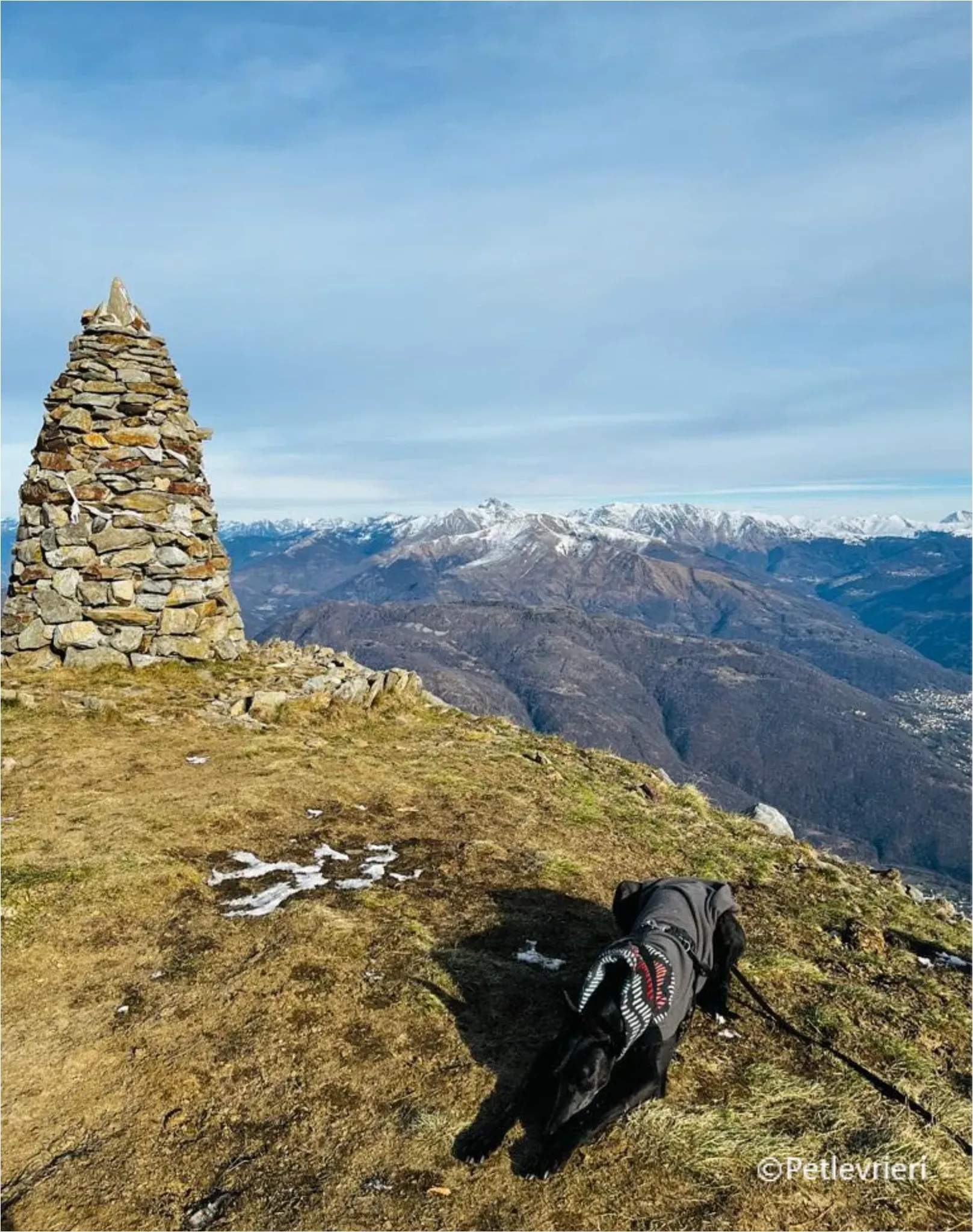 mulan greyhound pet levrieri felici casa7 1