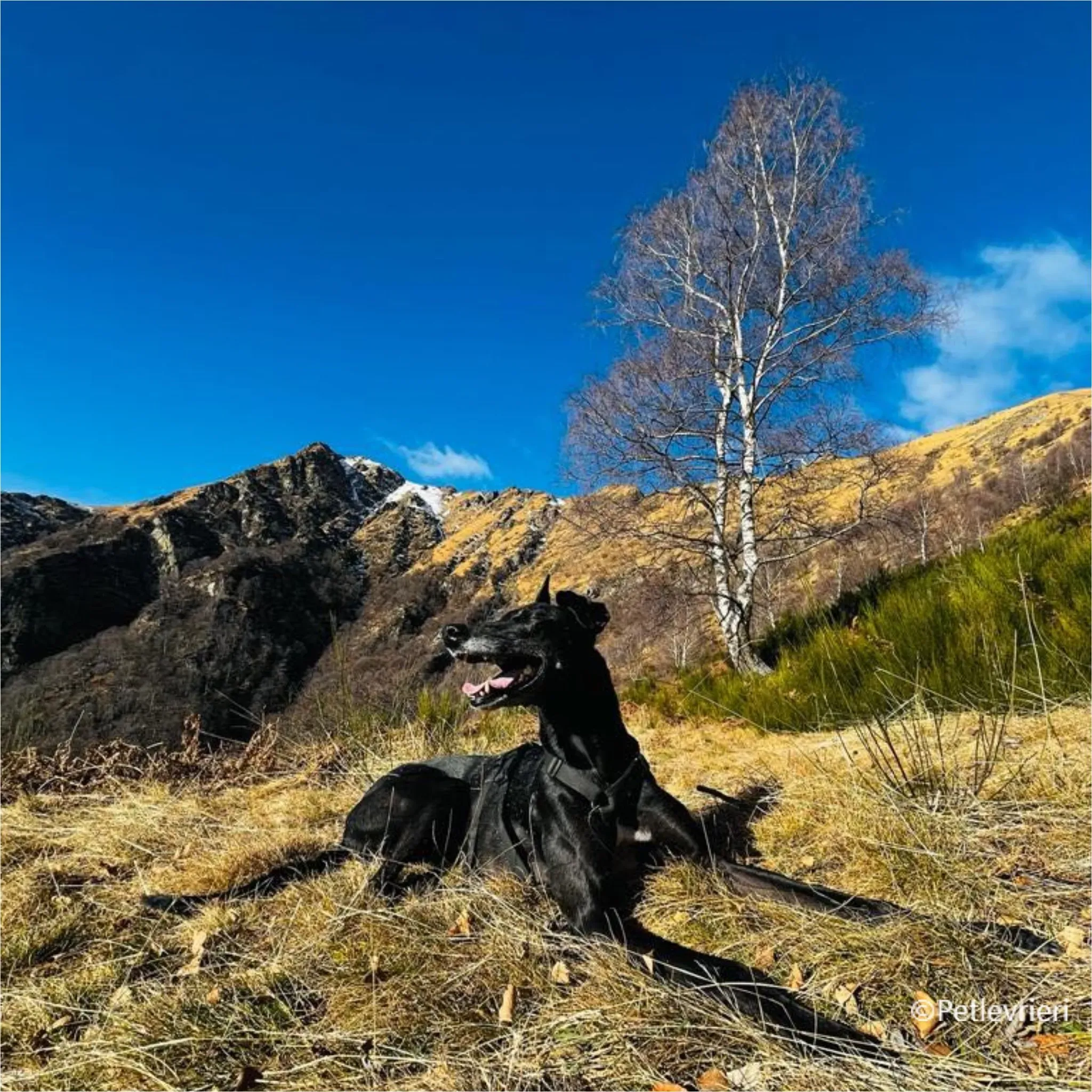 mulan greyhound pet levrieri felici casa8 1