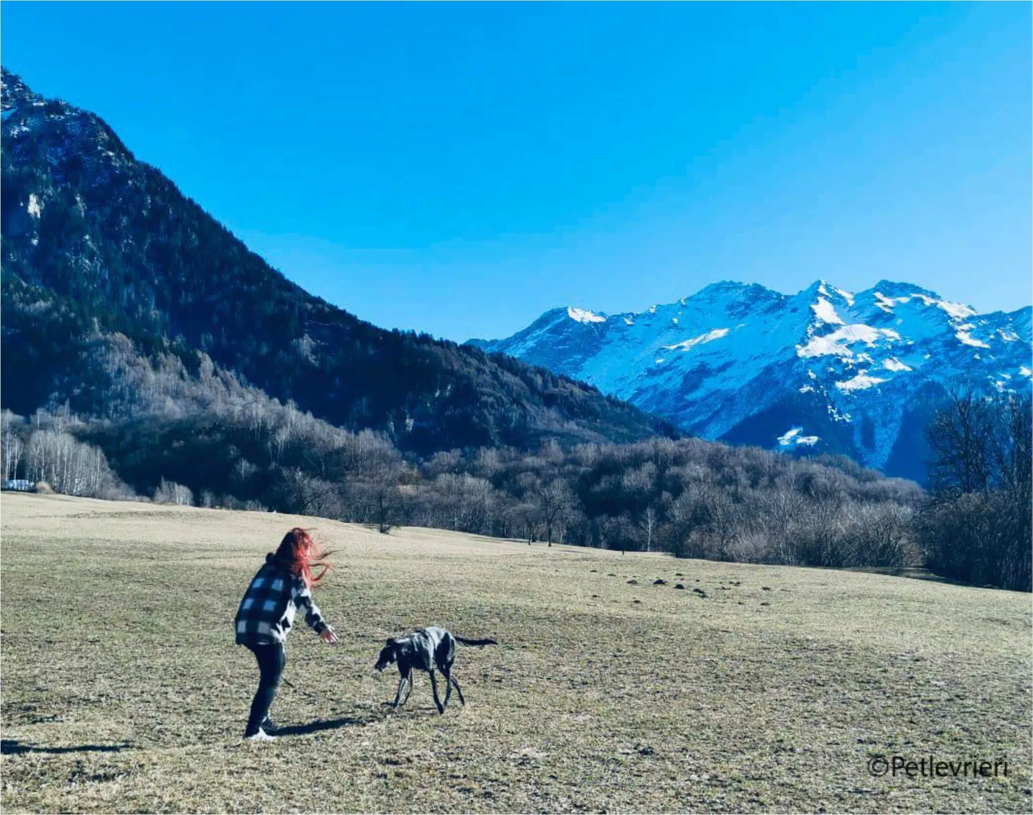 mulan greyhound pet levrieri felici casa9 1