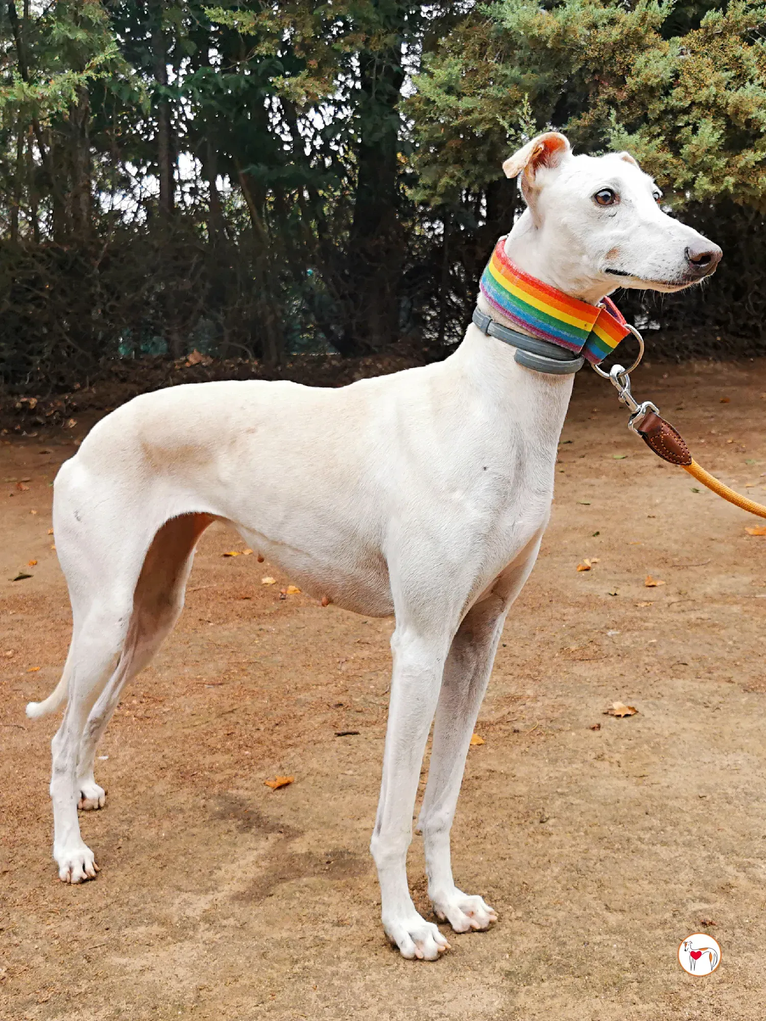 mulan galgo adozione 01