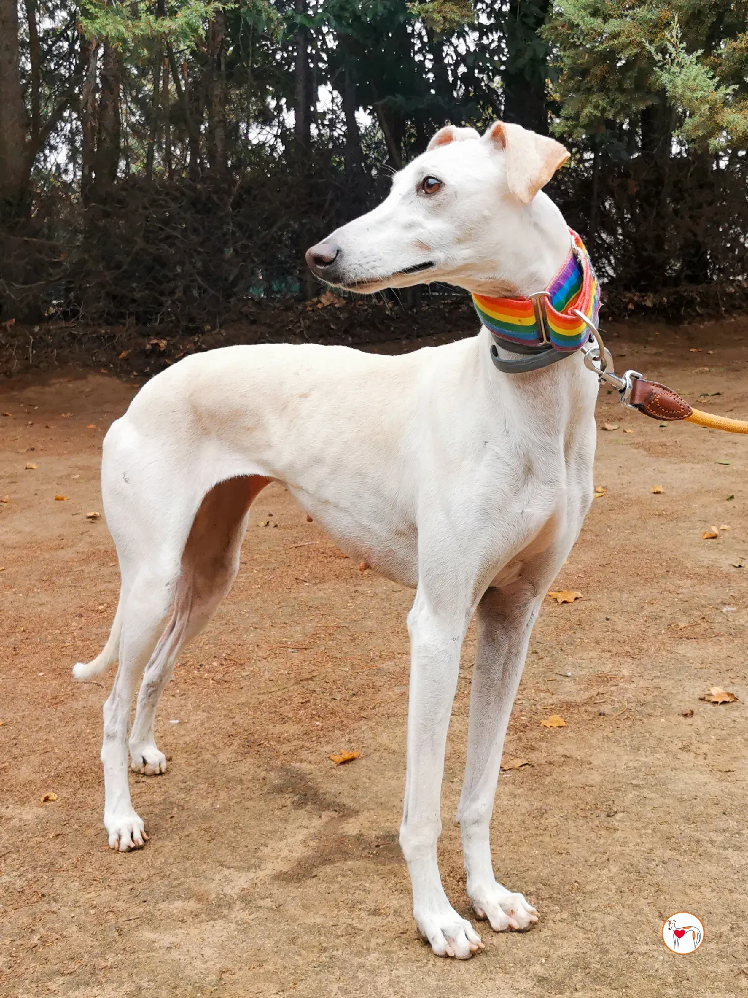 mulan galgo adozione 02