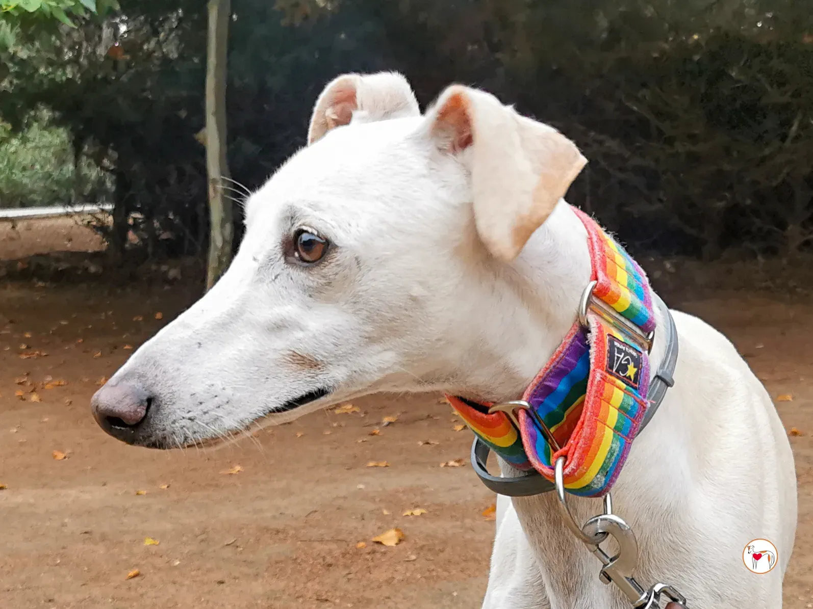 mulan galgo adozione 03