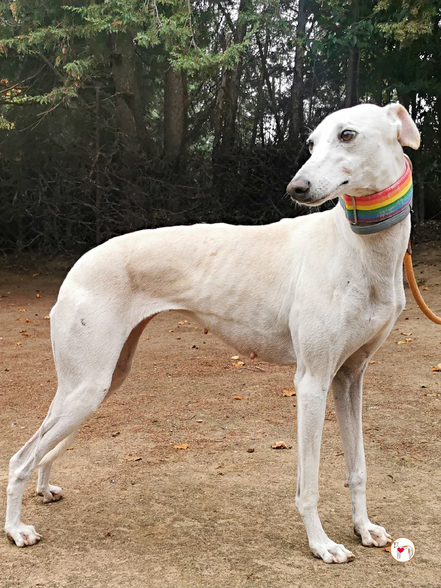 mulan galgo adozione 04