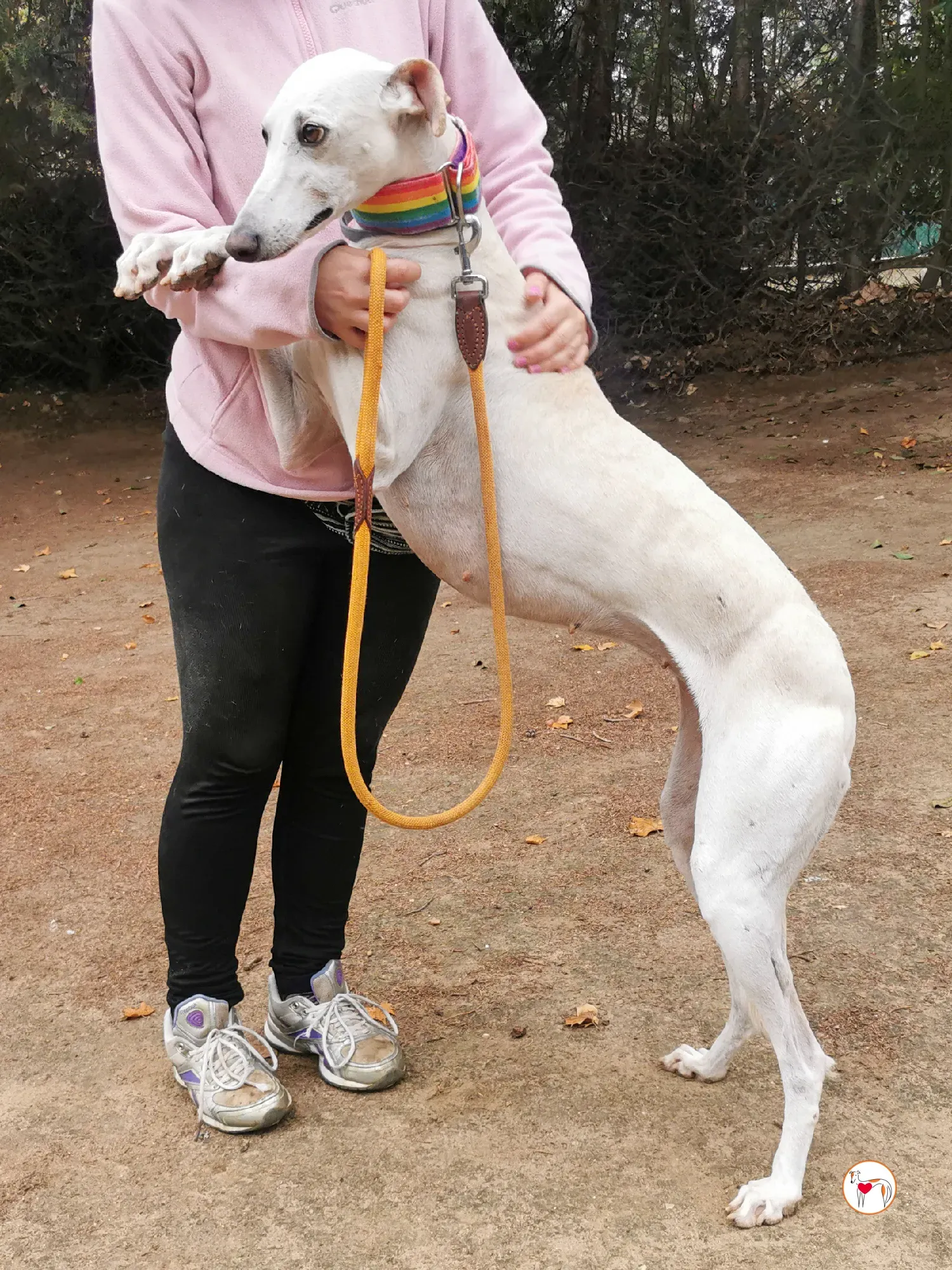 mulan galgo adozione 05