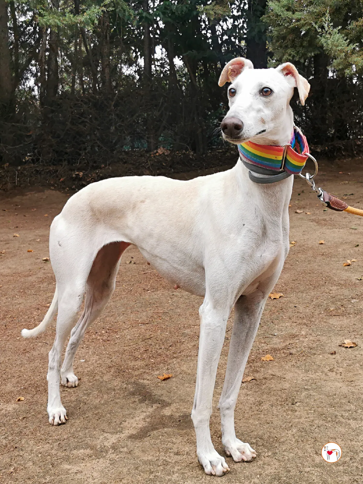 mulan galgo adozione 06