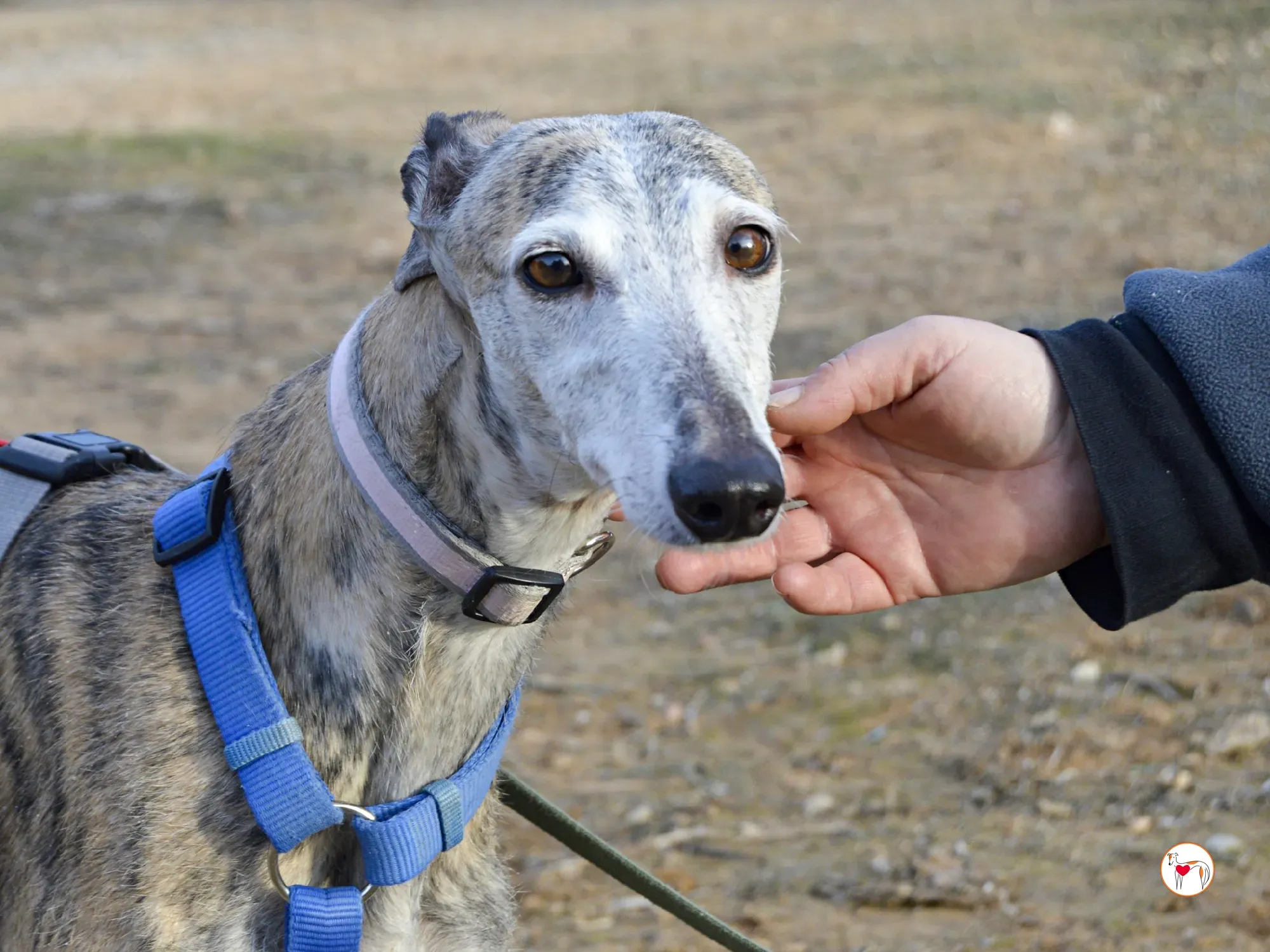 muna galgo adozione 1