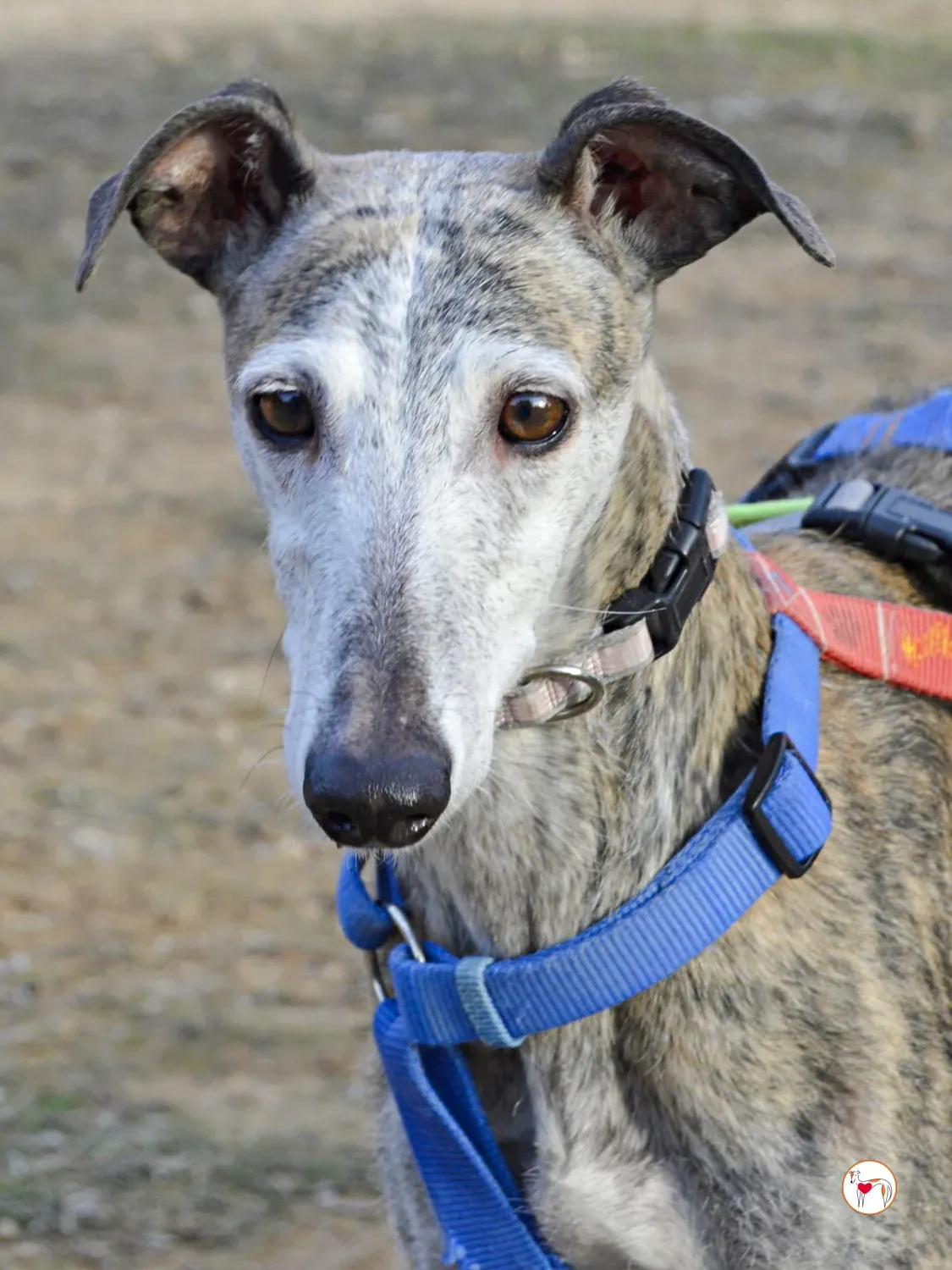 muna galgo adozione 2