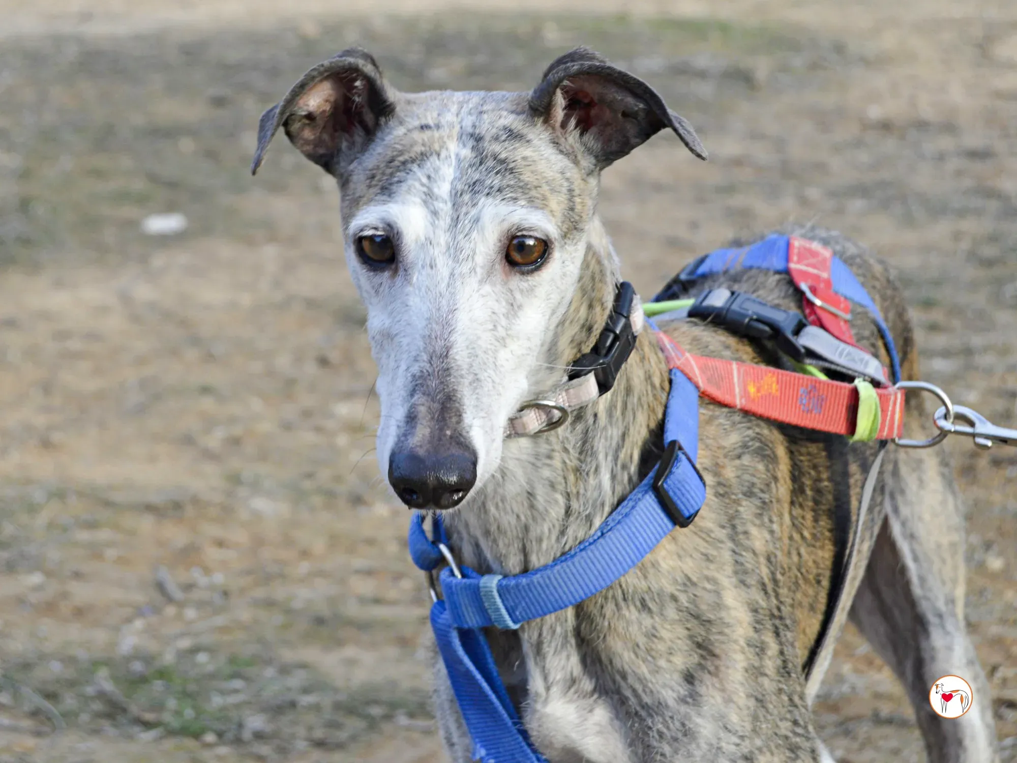 muna galgo adozione 3