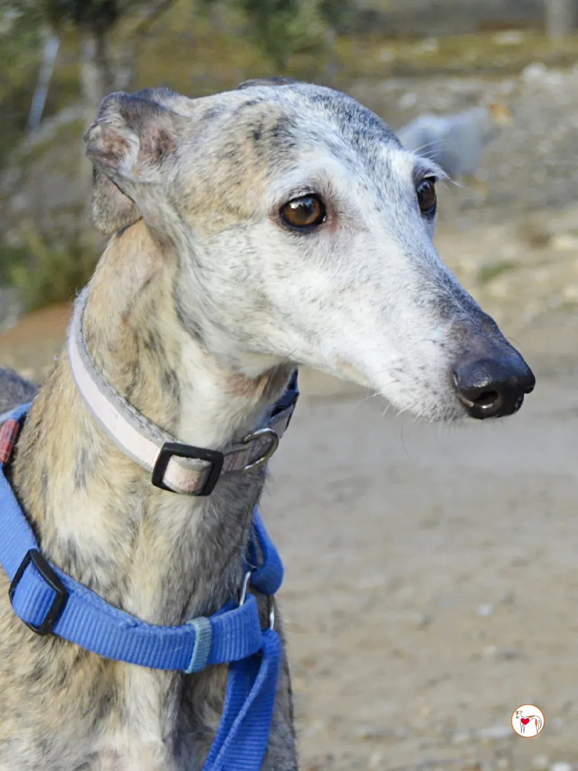 muna galgo adozione 4