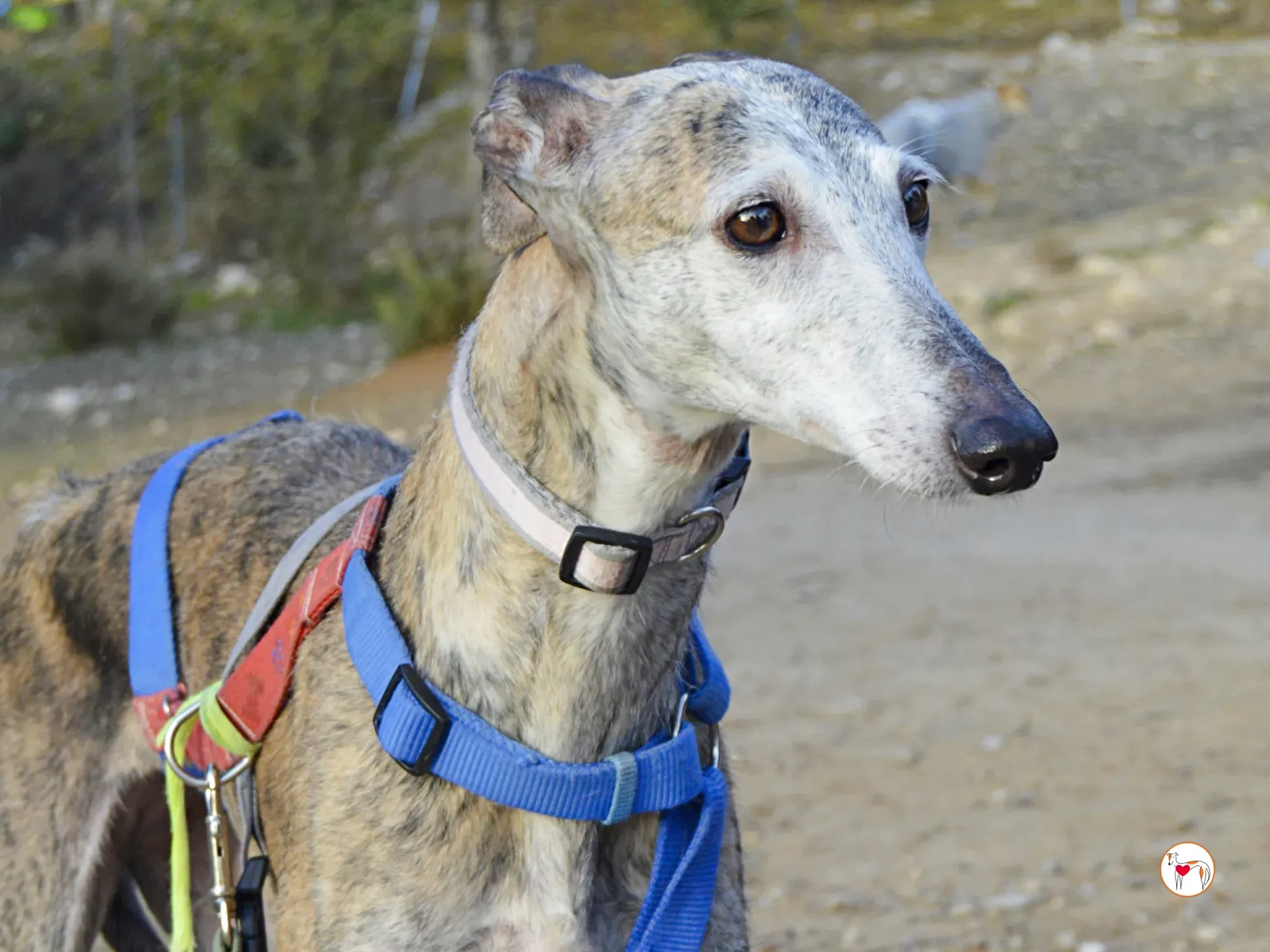 muna galgo adozione 5