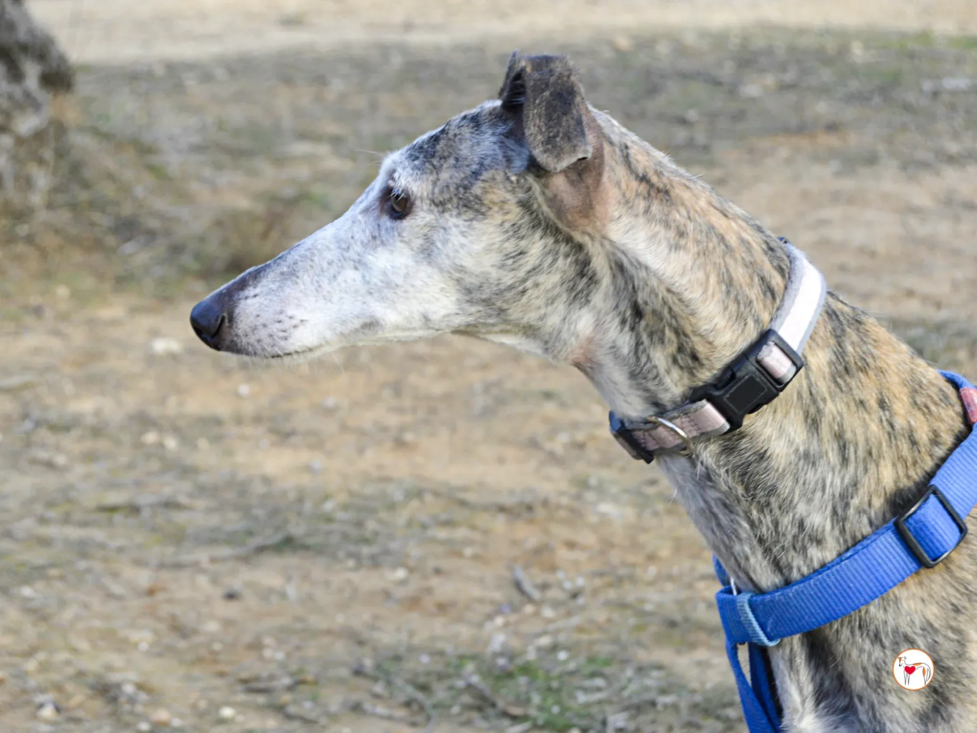 muna galgo adozione 6