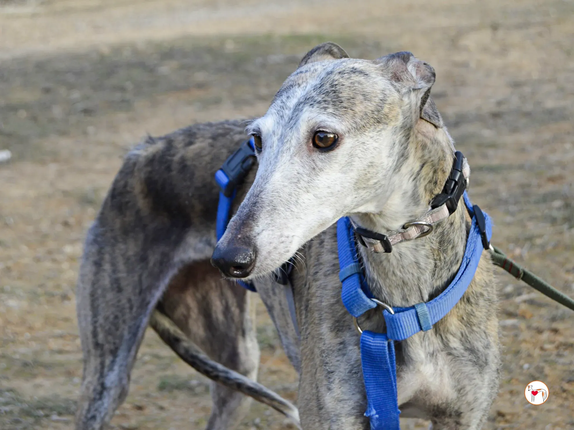 muna galgo adozione 7