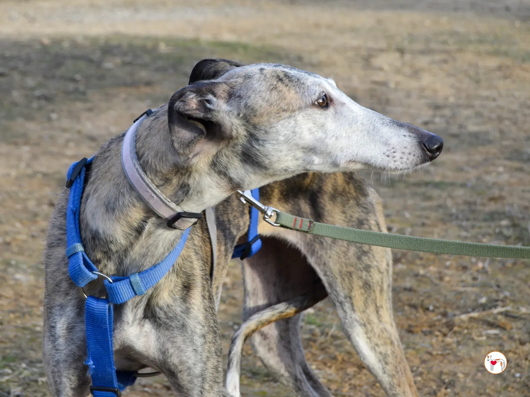 muna galgo adozione 8