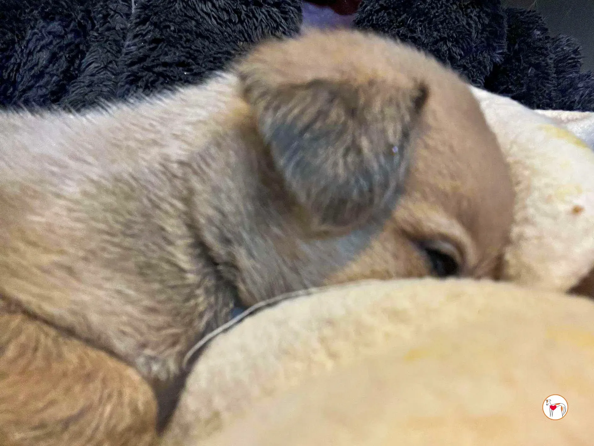 murphy grey adozione 01