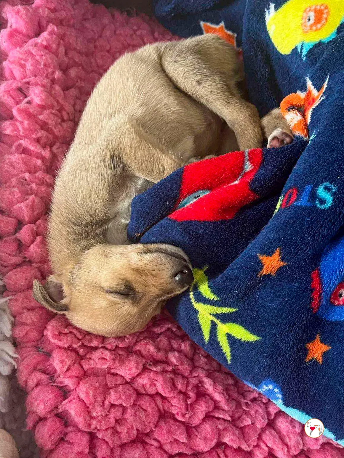 murphy grey adozione 02