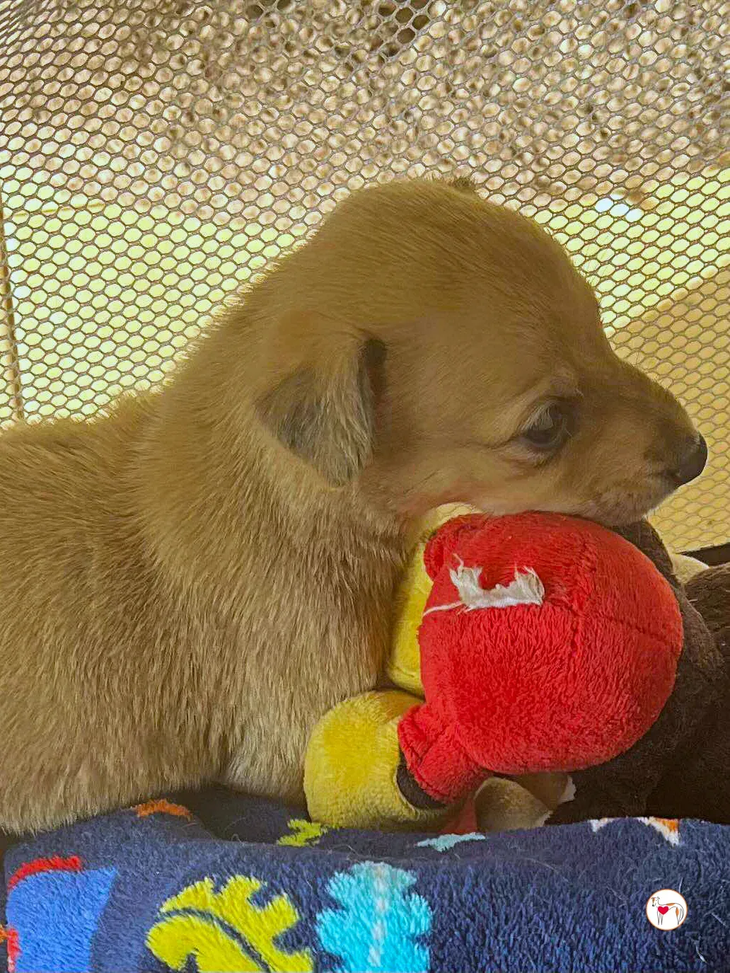 murphy grey adozione 03