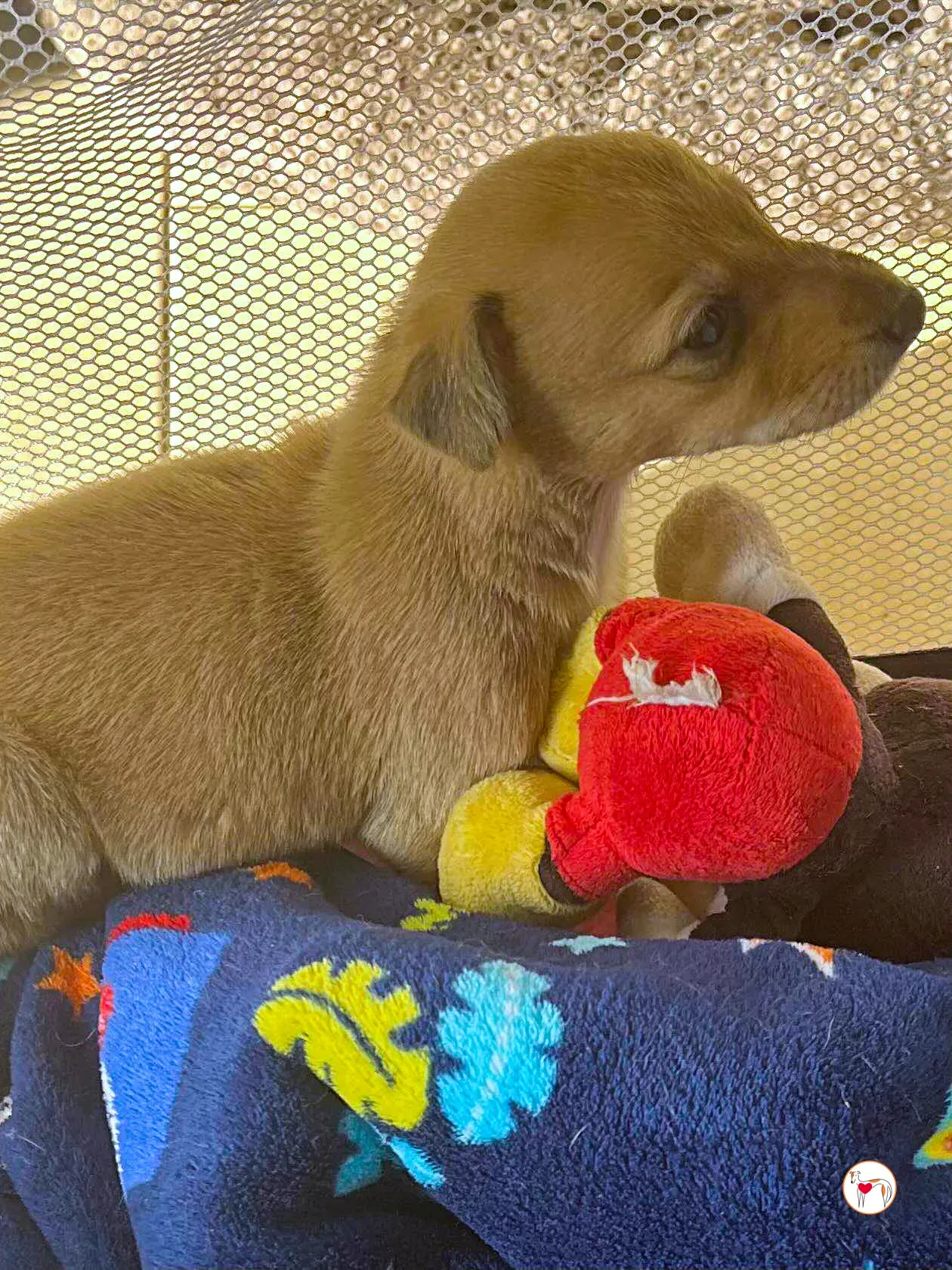 murphy grey adozione 04