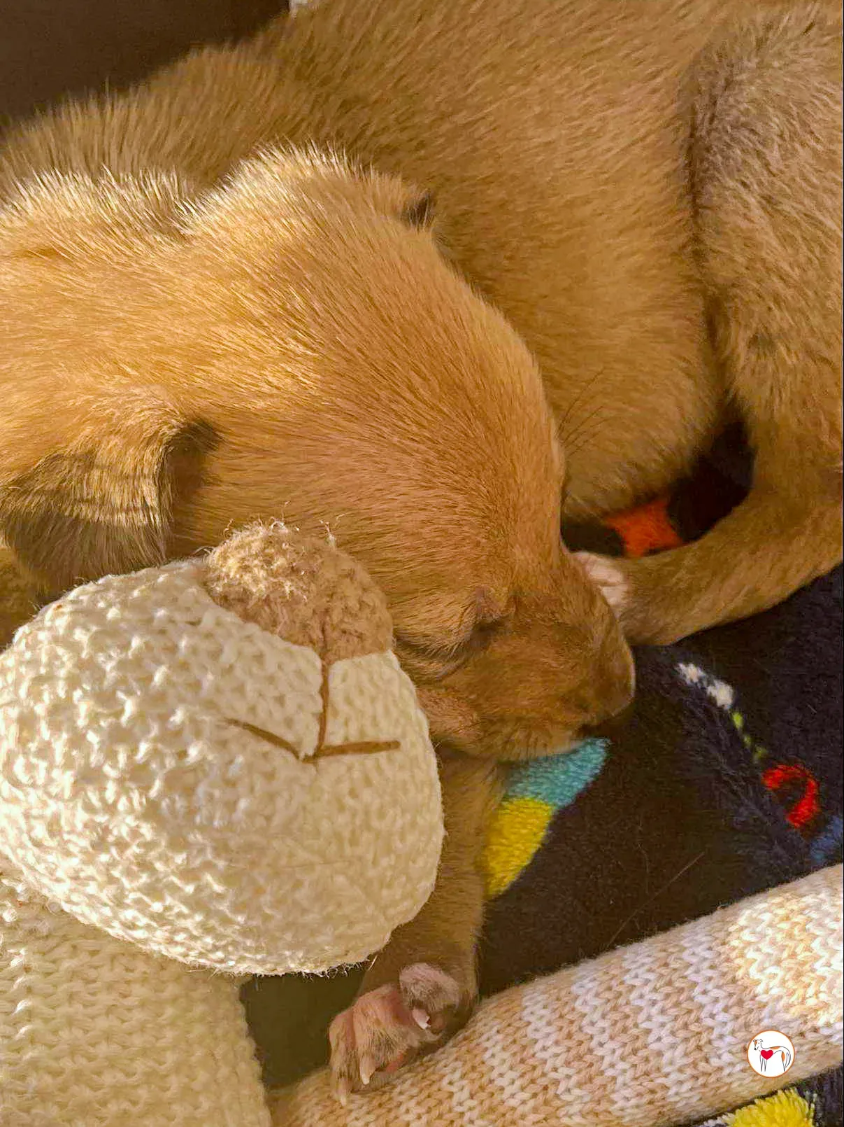 murphy grey adozione 05