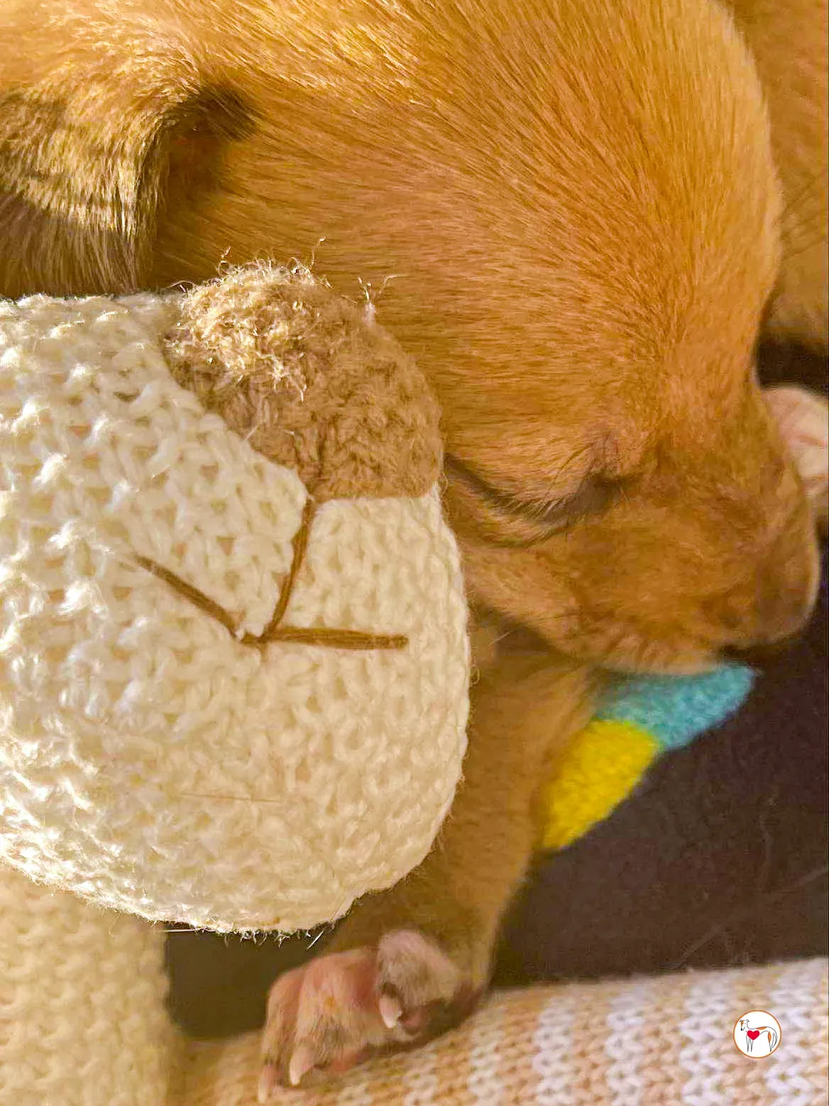 murphy grey adozione 06