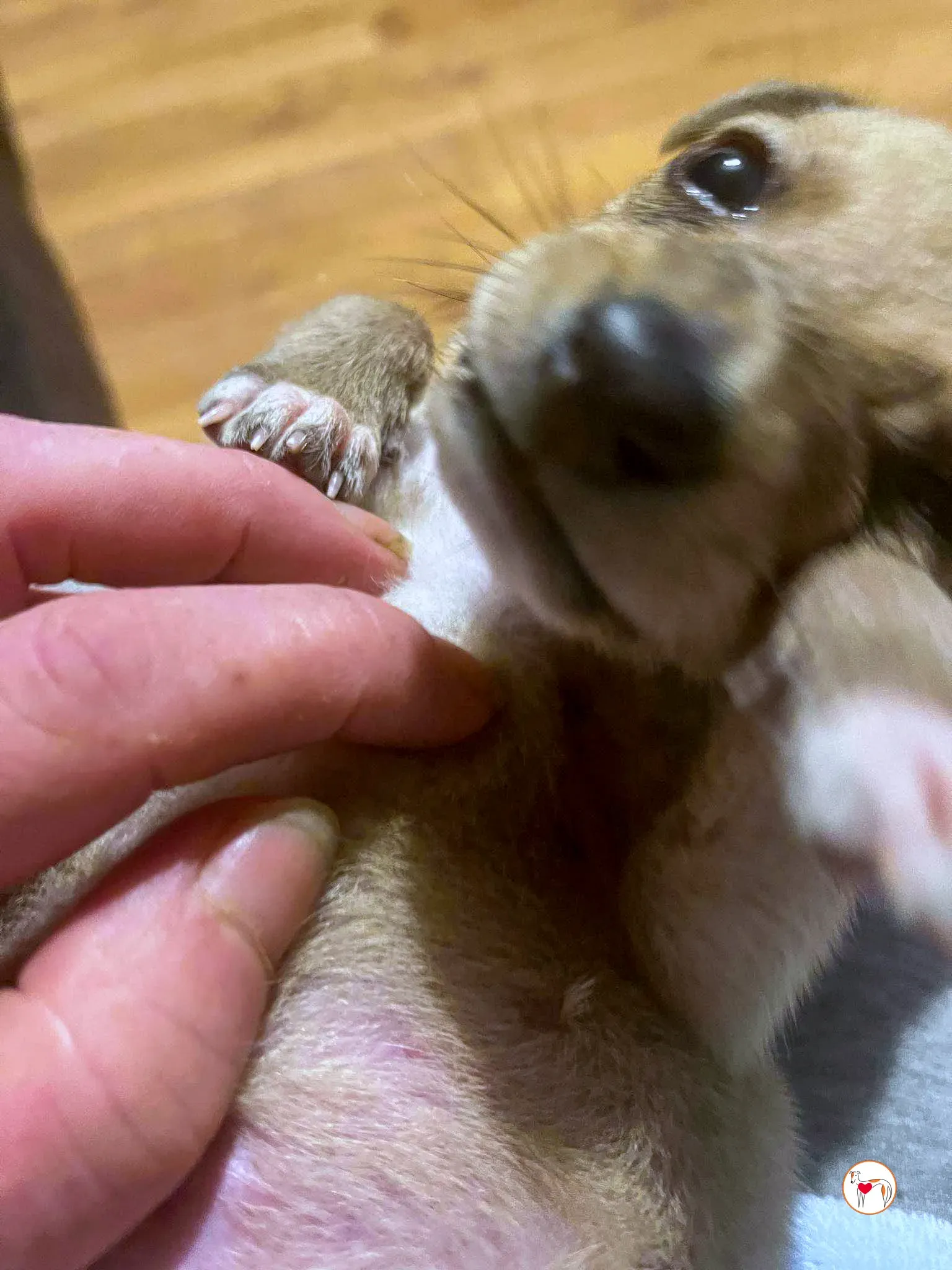 murphy grey adozione 07