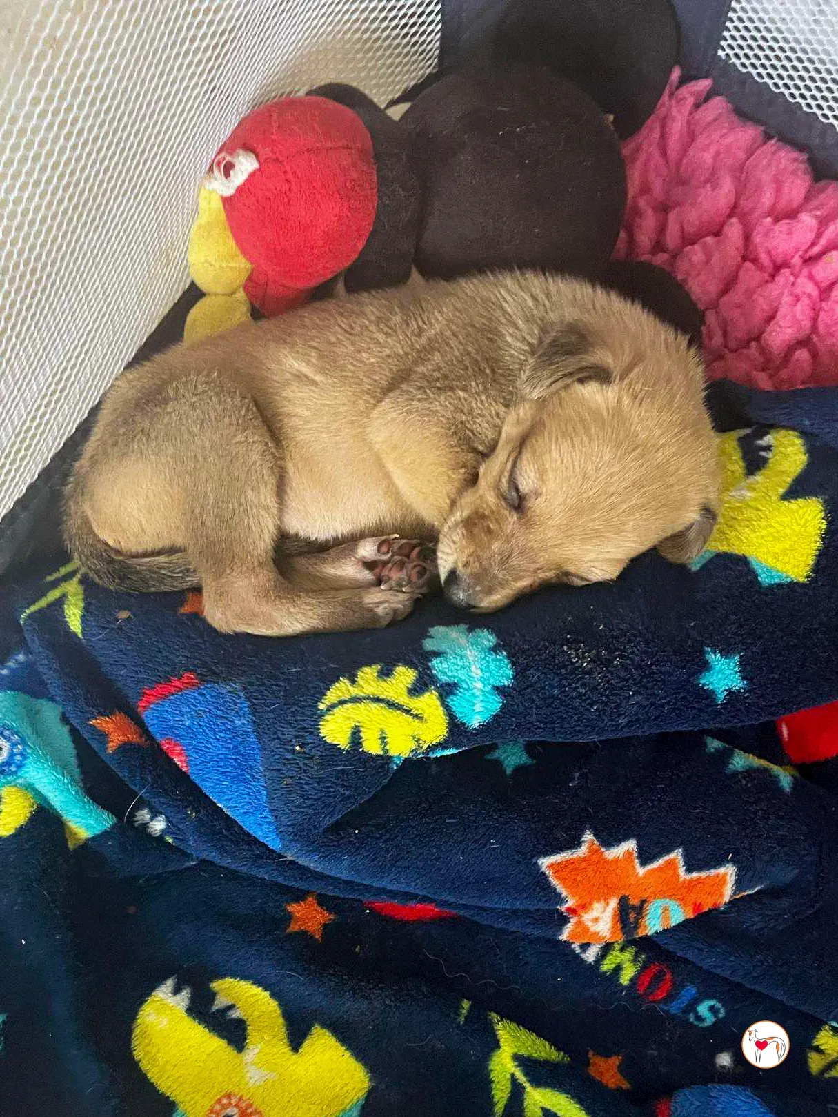 murphy grey adozione 08