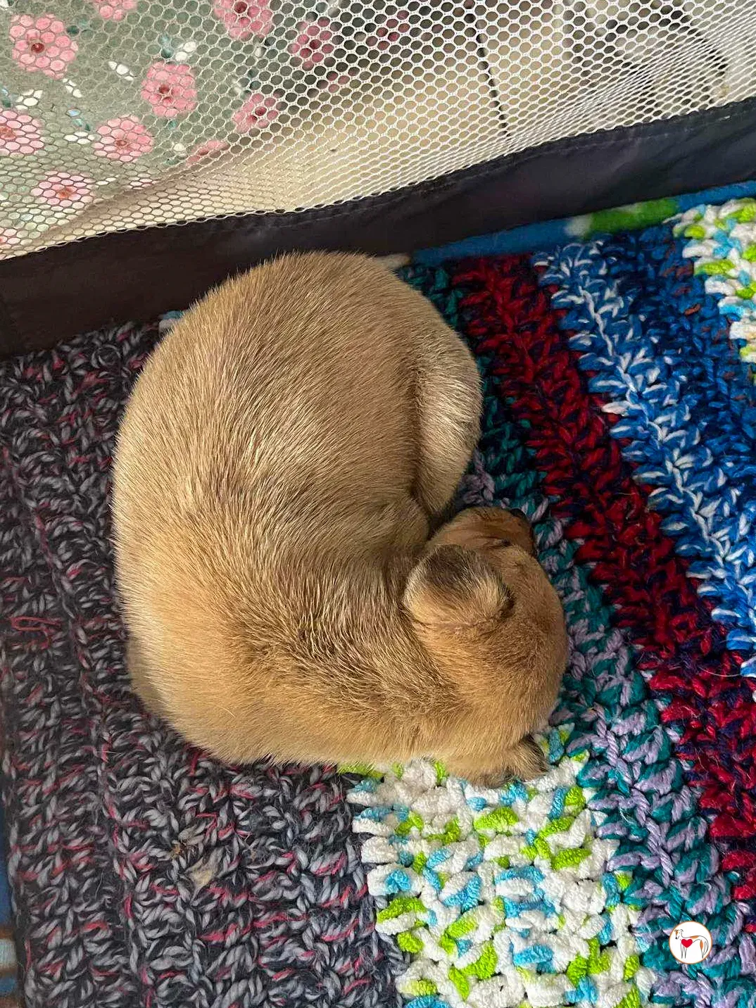 murphy grey adozione 09