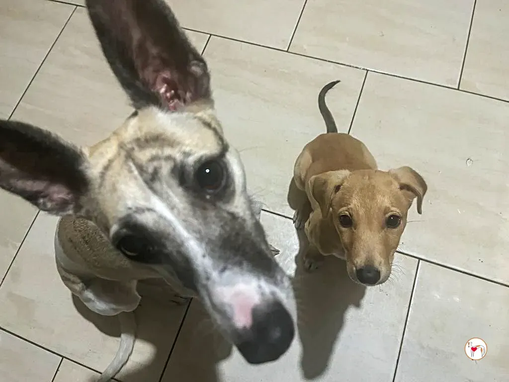 murphy grey adozione 10