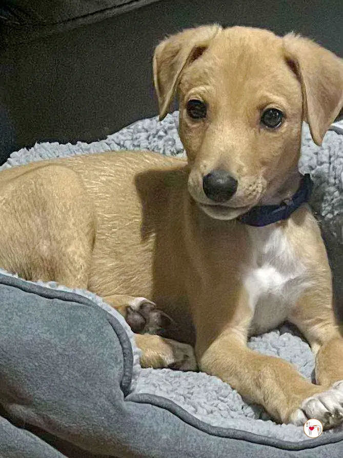 murphy grey adozione 11